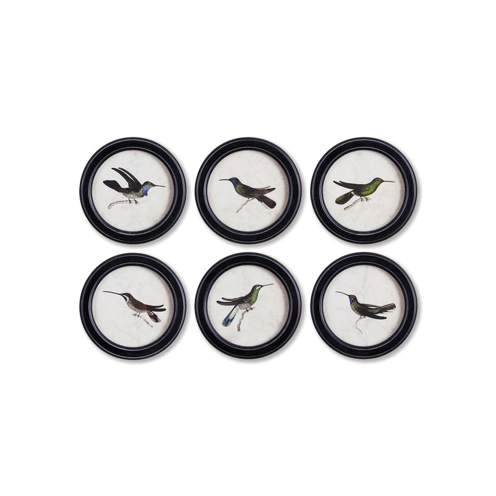 Hummingbird Prints