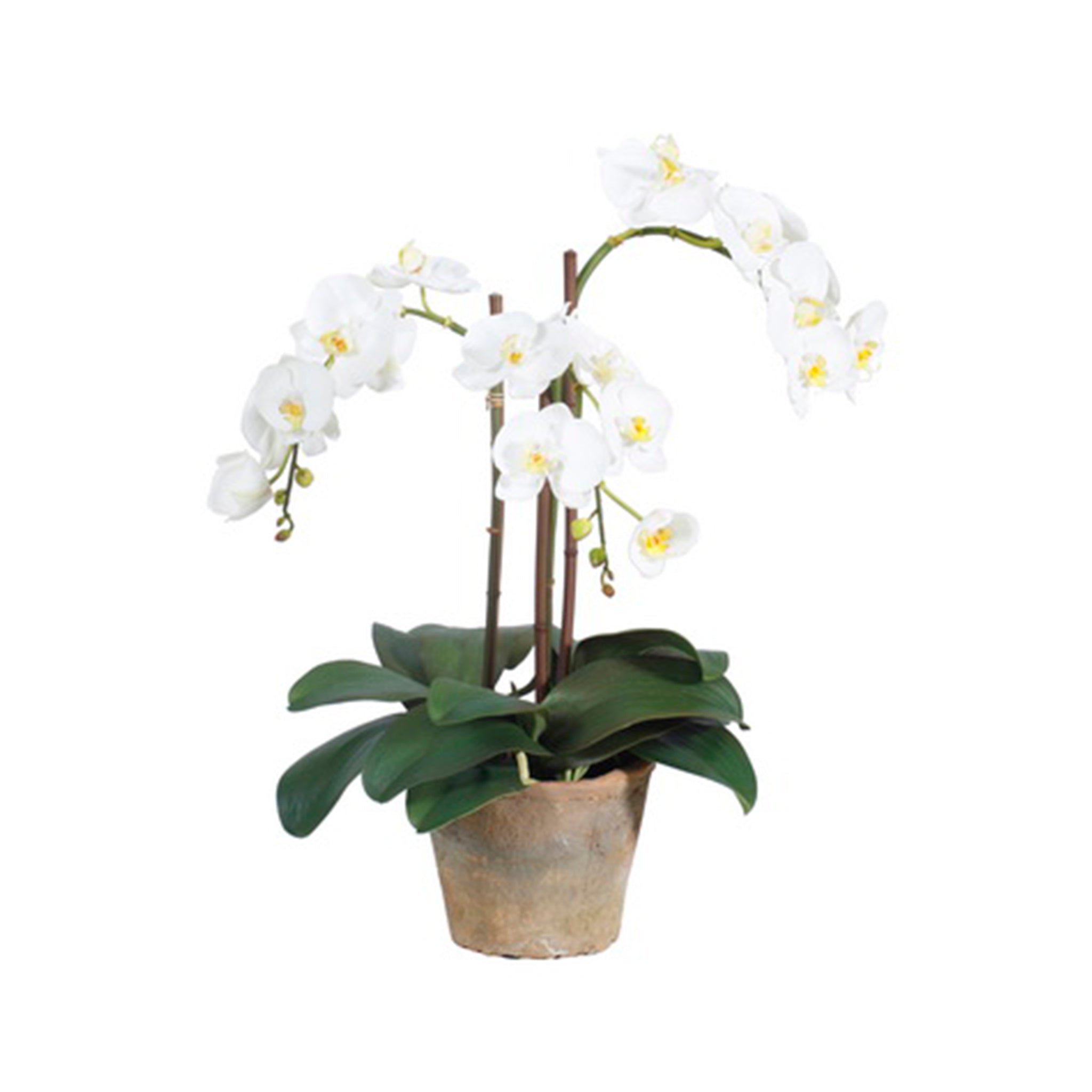Anagni Orchid