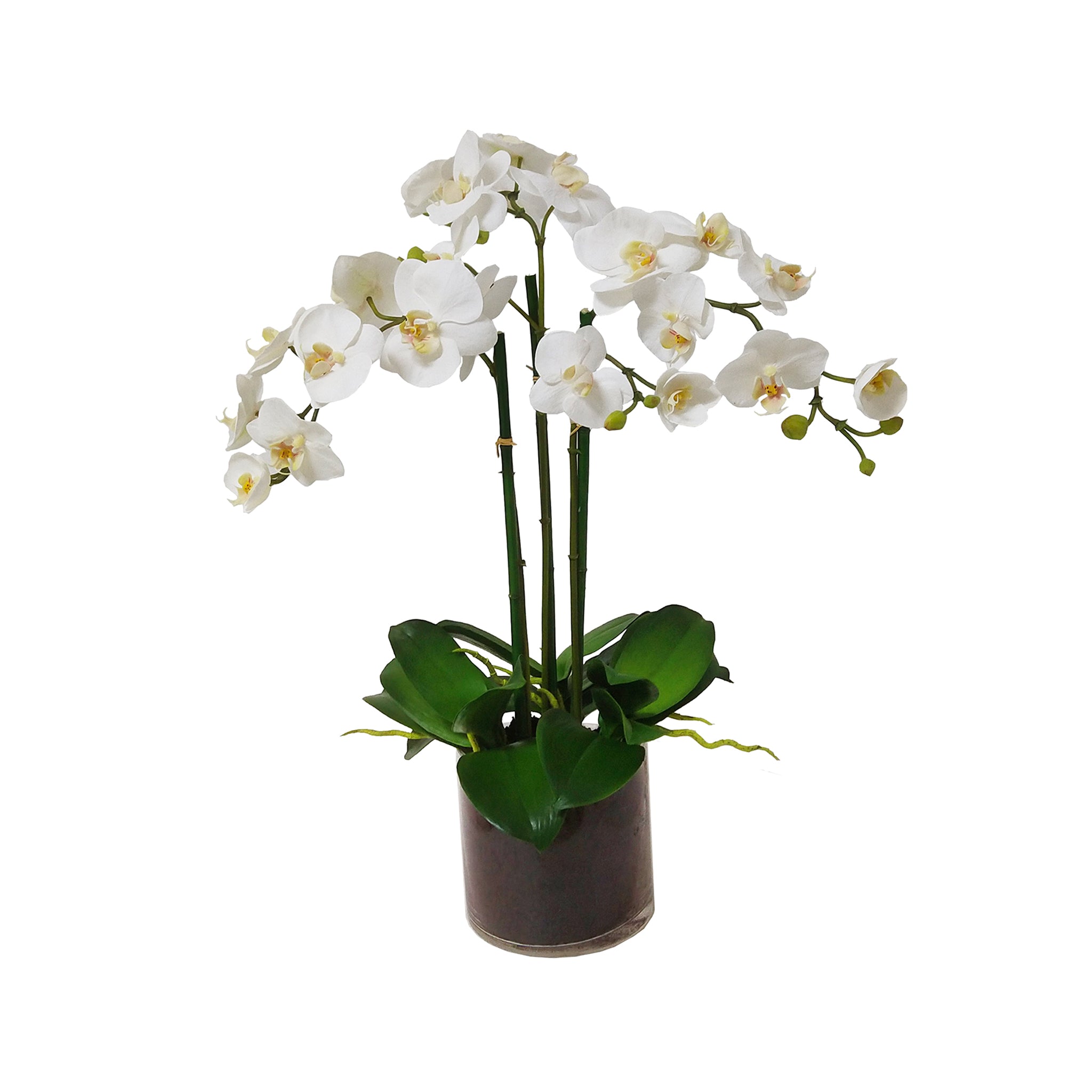 Andora Orchid