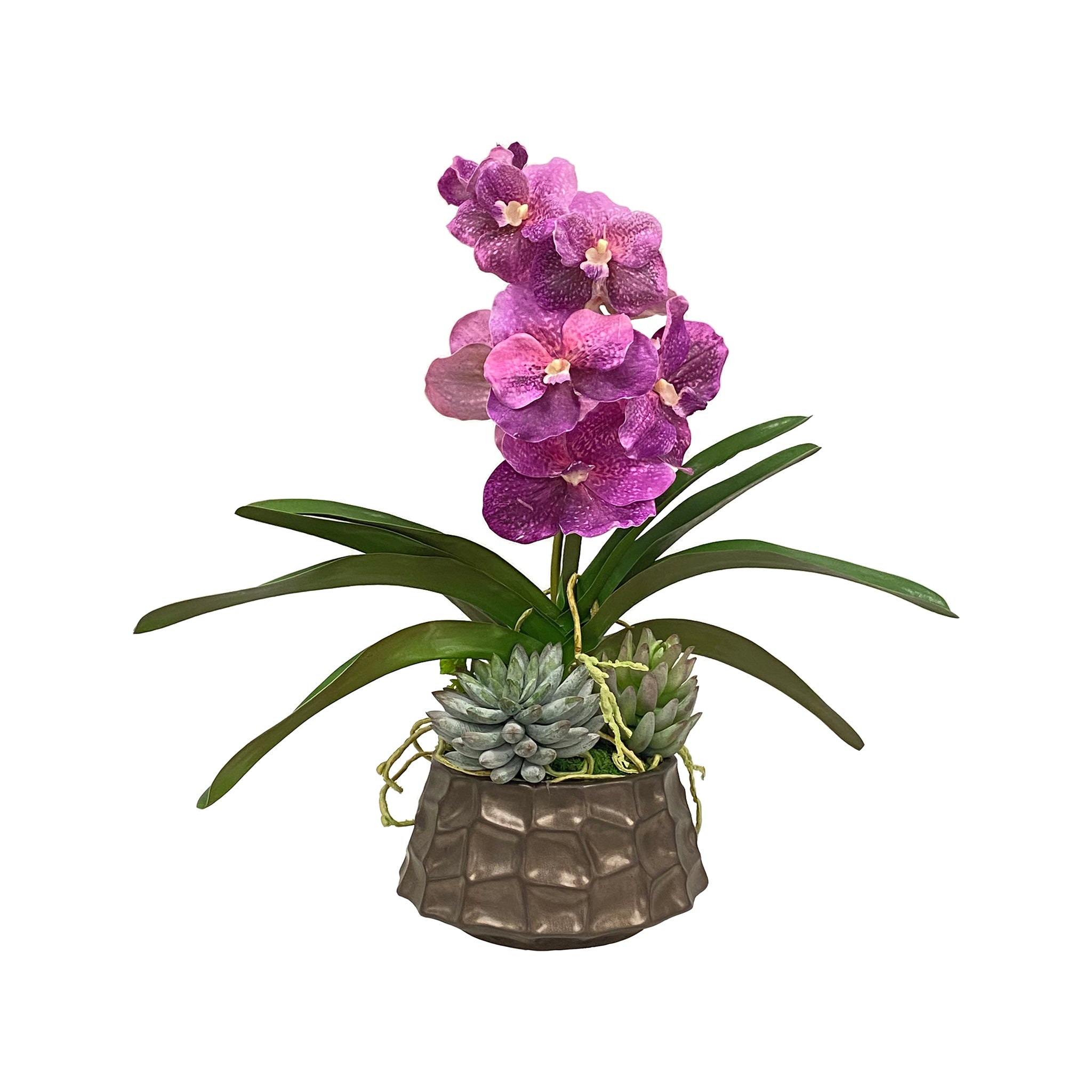 Angera Orchid & Succulent Arrangement