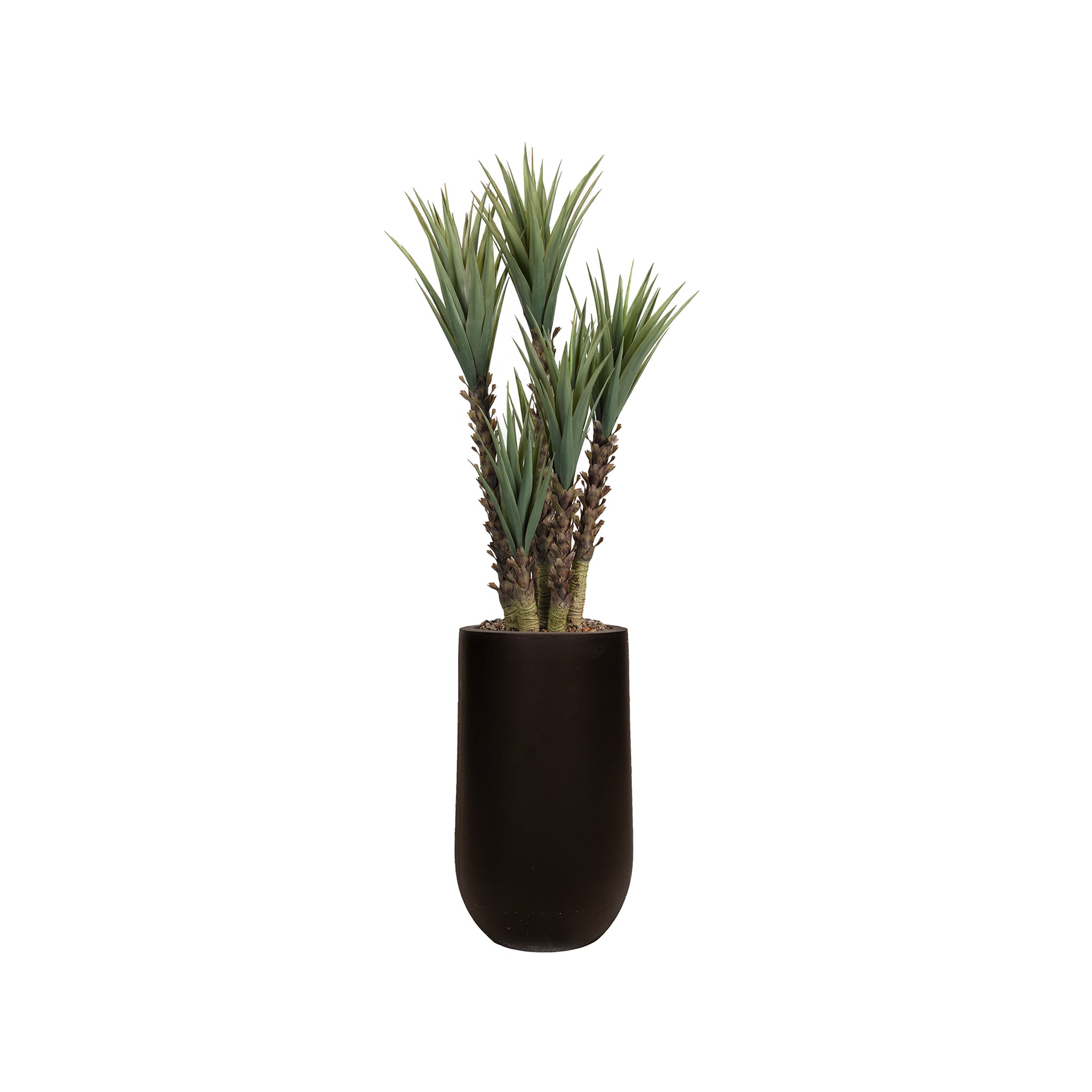 Cyren Yucca Arrangement - Wisteria
