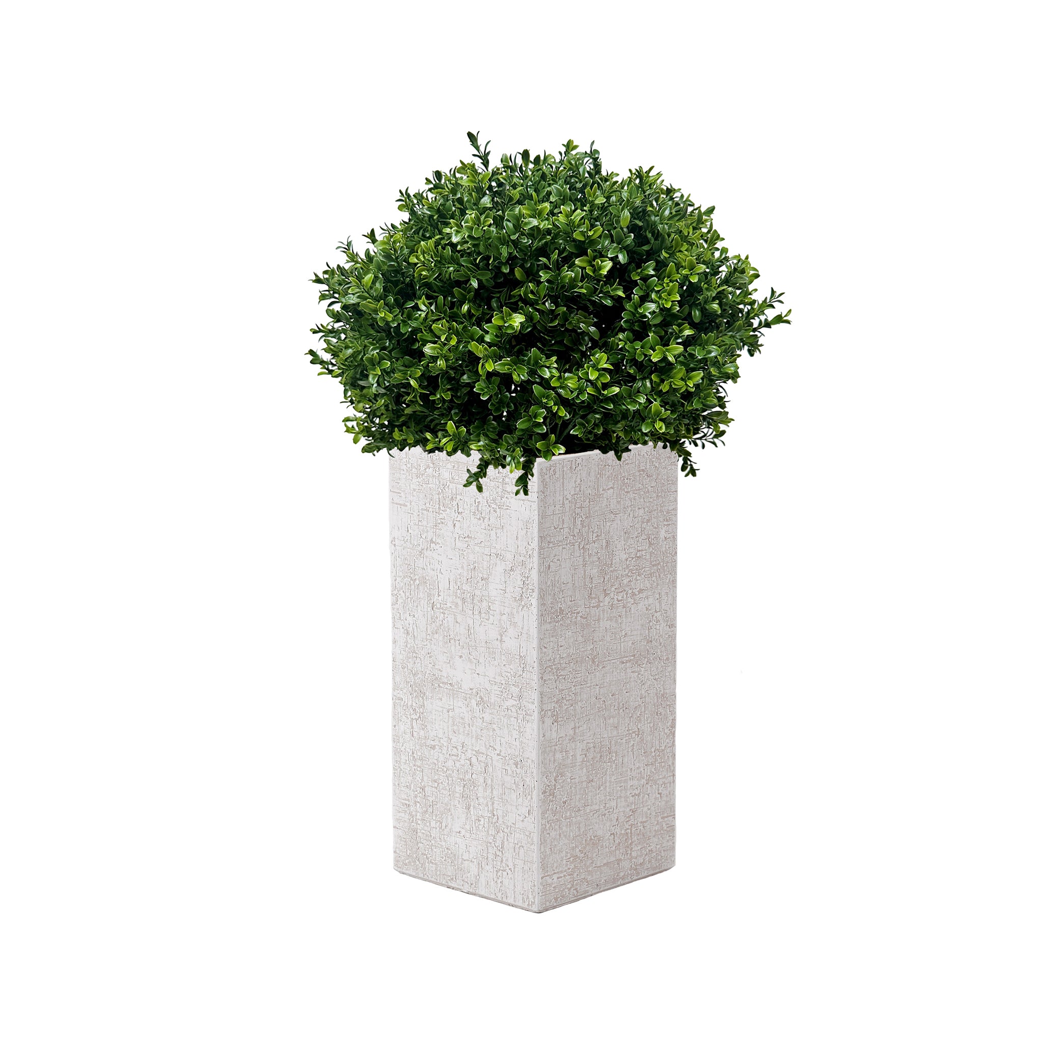 Tallia Potted Boxwood - Wisteria