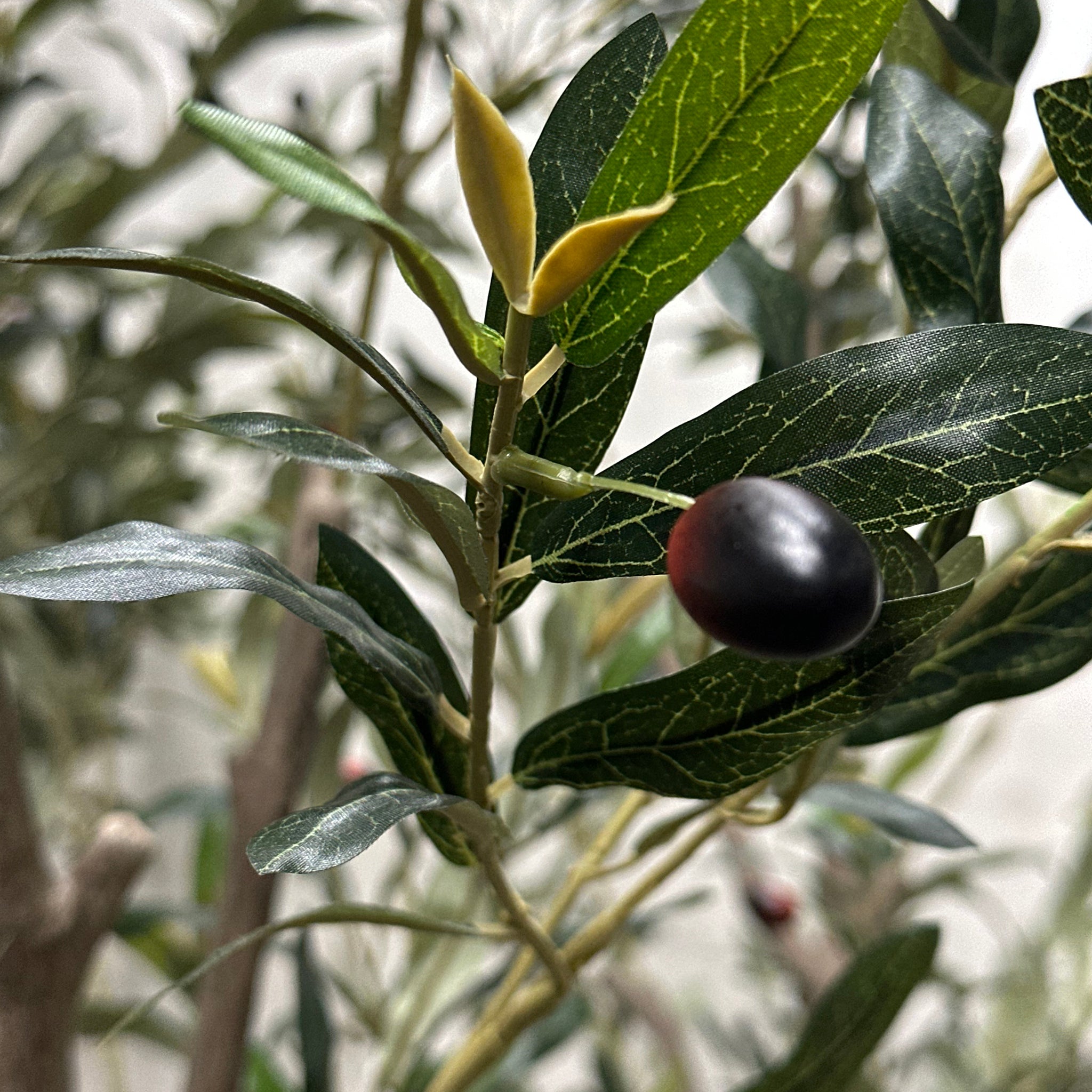 Theros Olive Tree - Wisteria