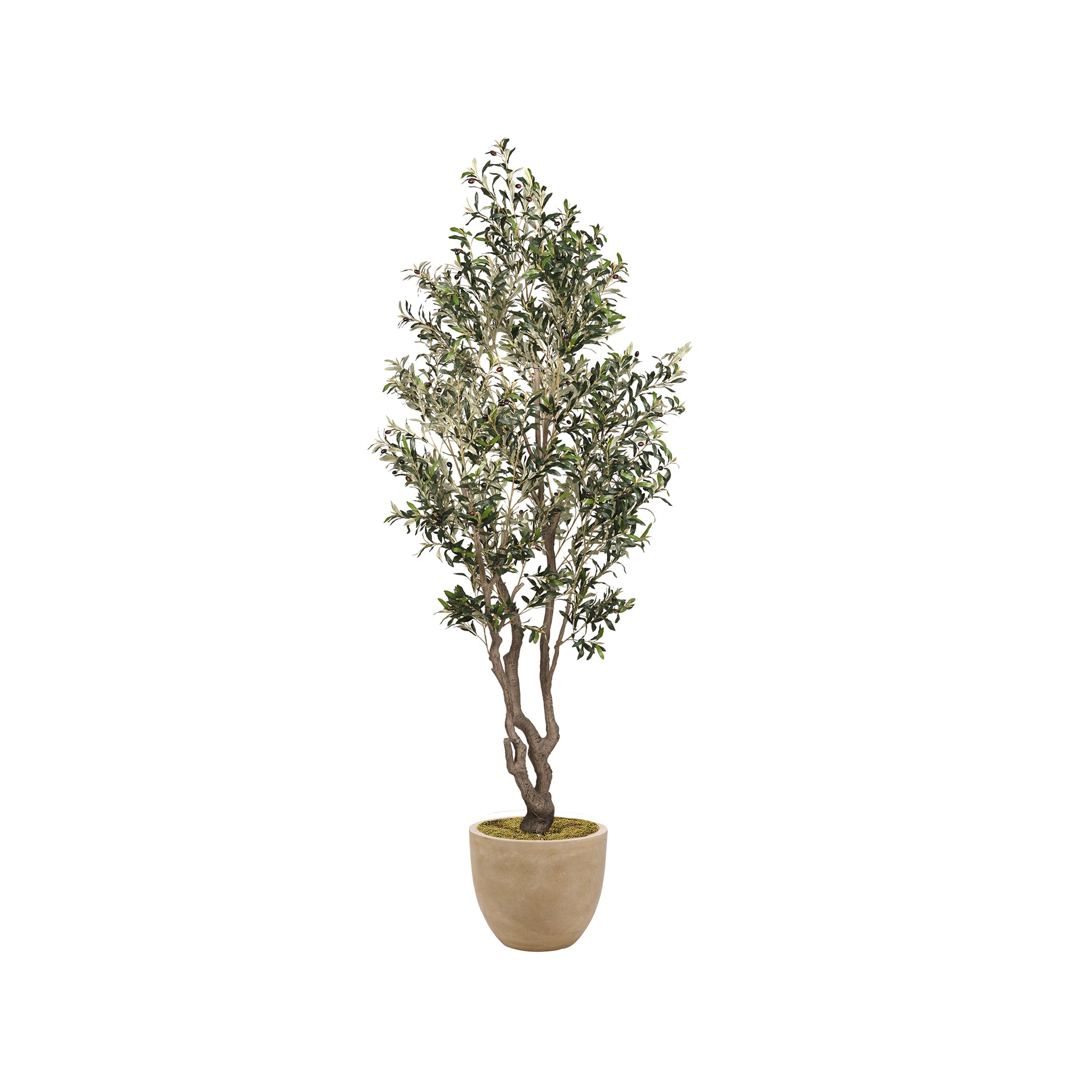 Theros Olive Tree - Wisteria