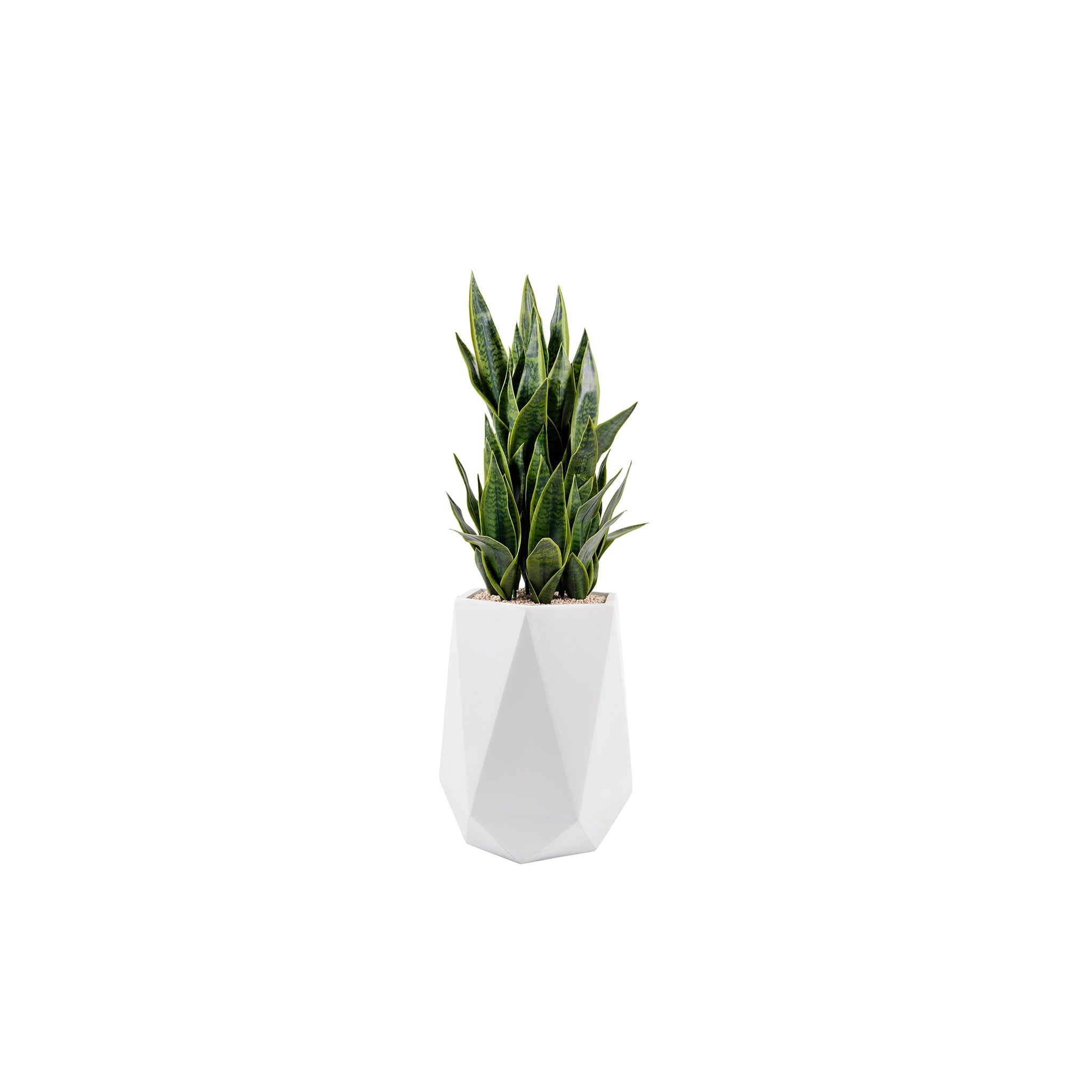 Santino Snake Plant - Wisteria