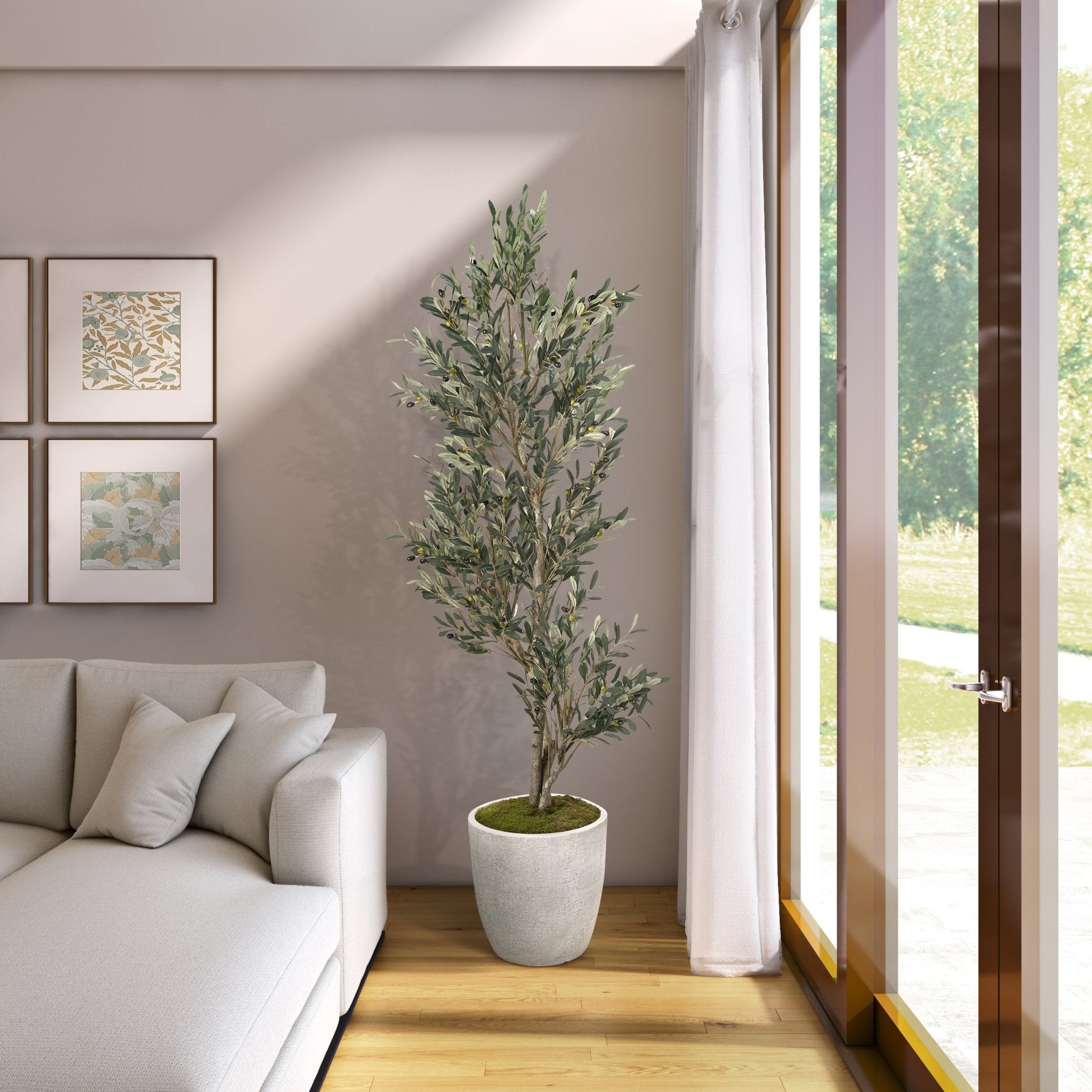 Kyros Olive Tree - Wisteria