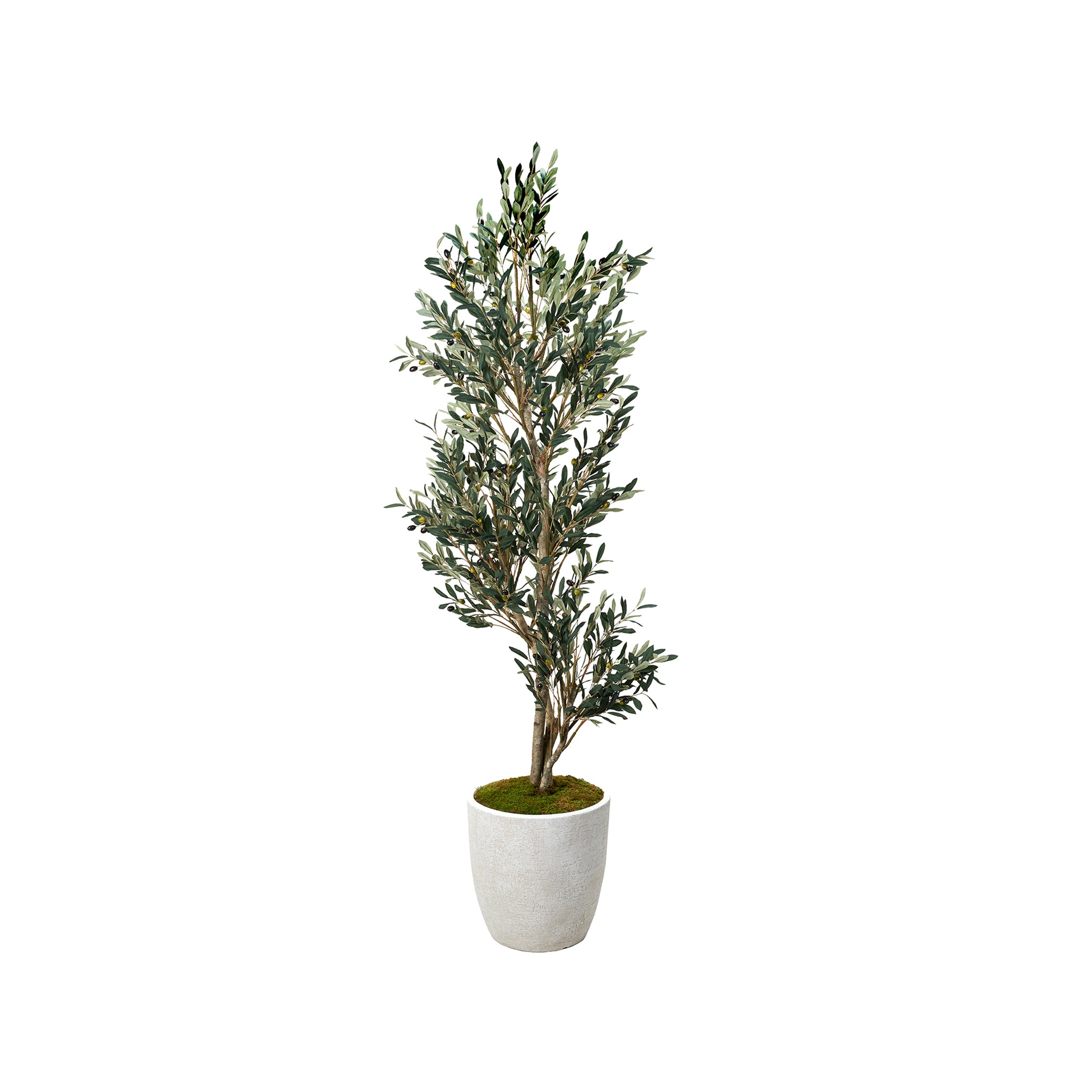 Kyros Olive Tree - Wisteria