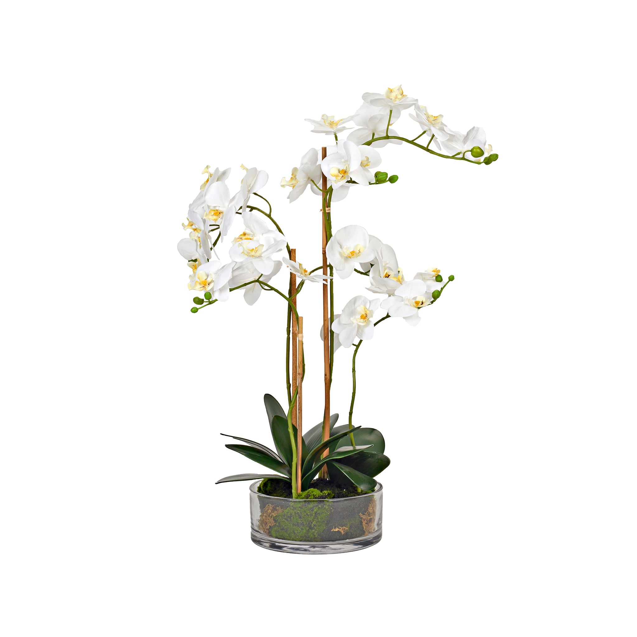Ione Orchid Arrangement - Wisteria