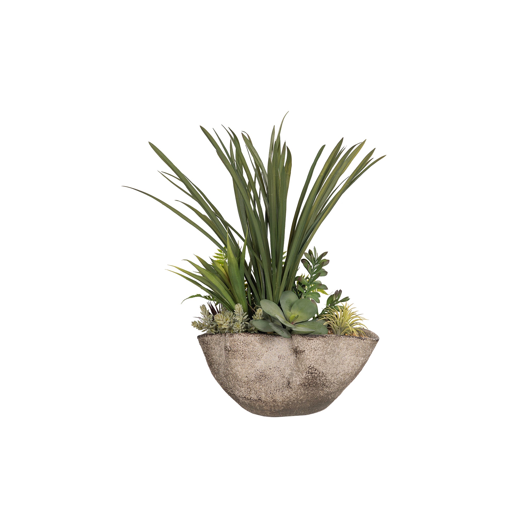Alberese Succulent Arrangement - Wisteria