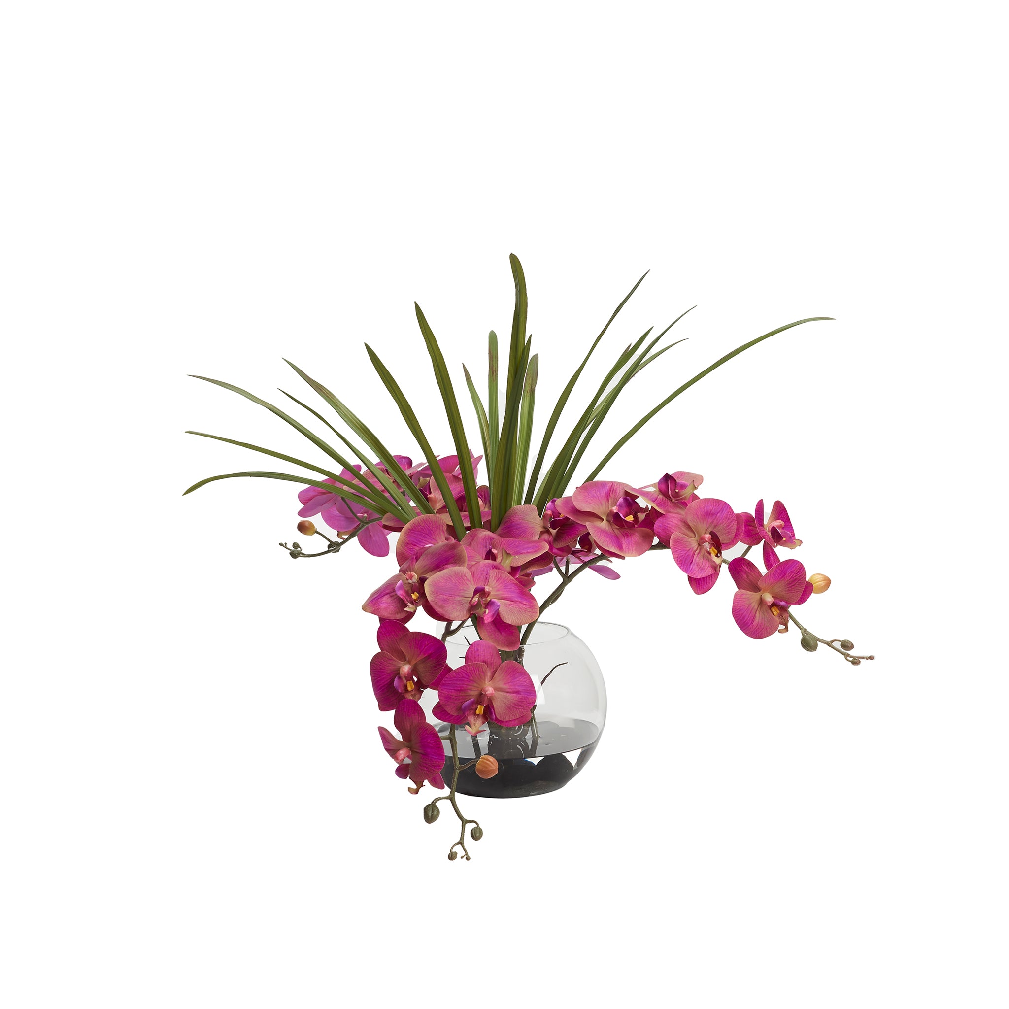 Akrata Lavender Orchid - Wisteria