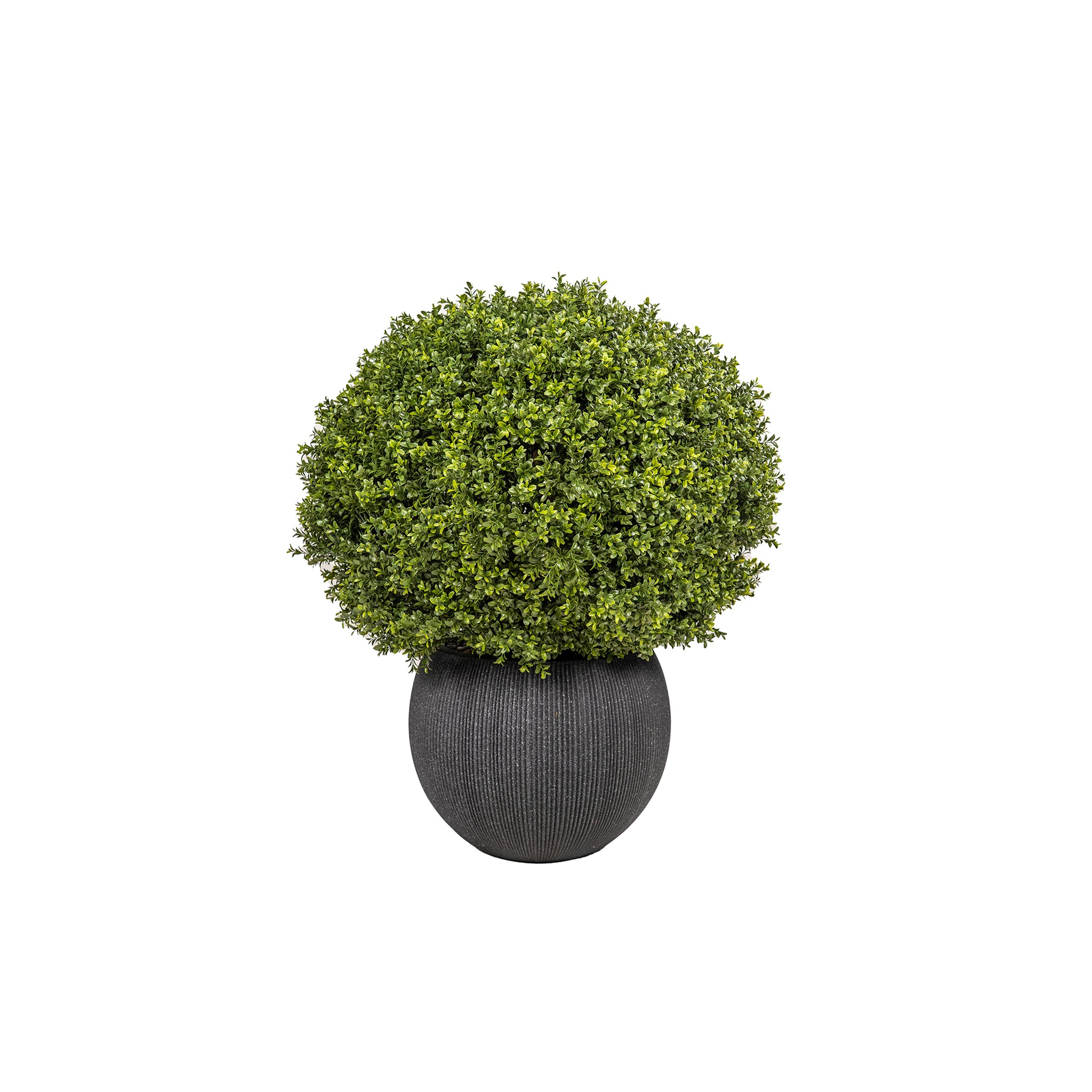 Orviete Boxwood Orb - Wisteria
