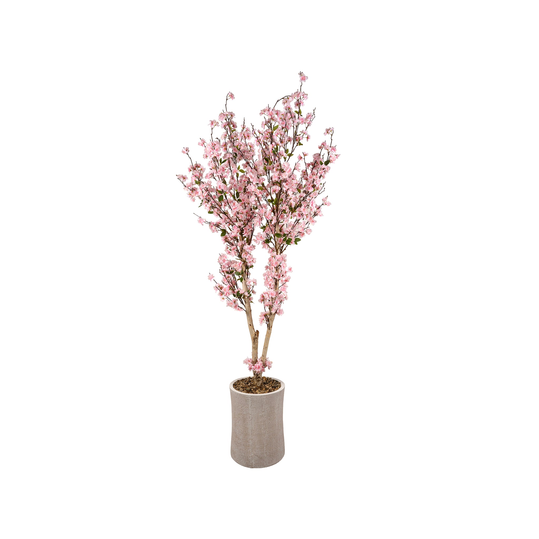 Bellano Cherry Blossom Tree - Wisteria