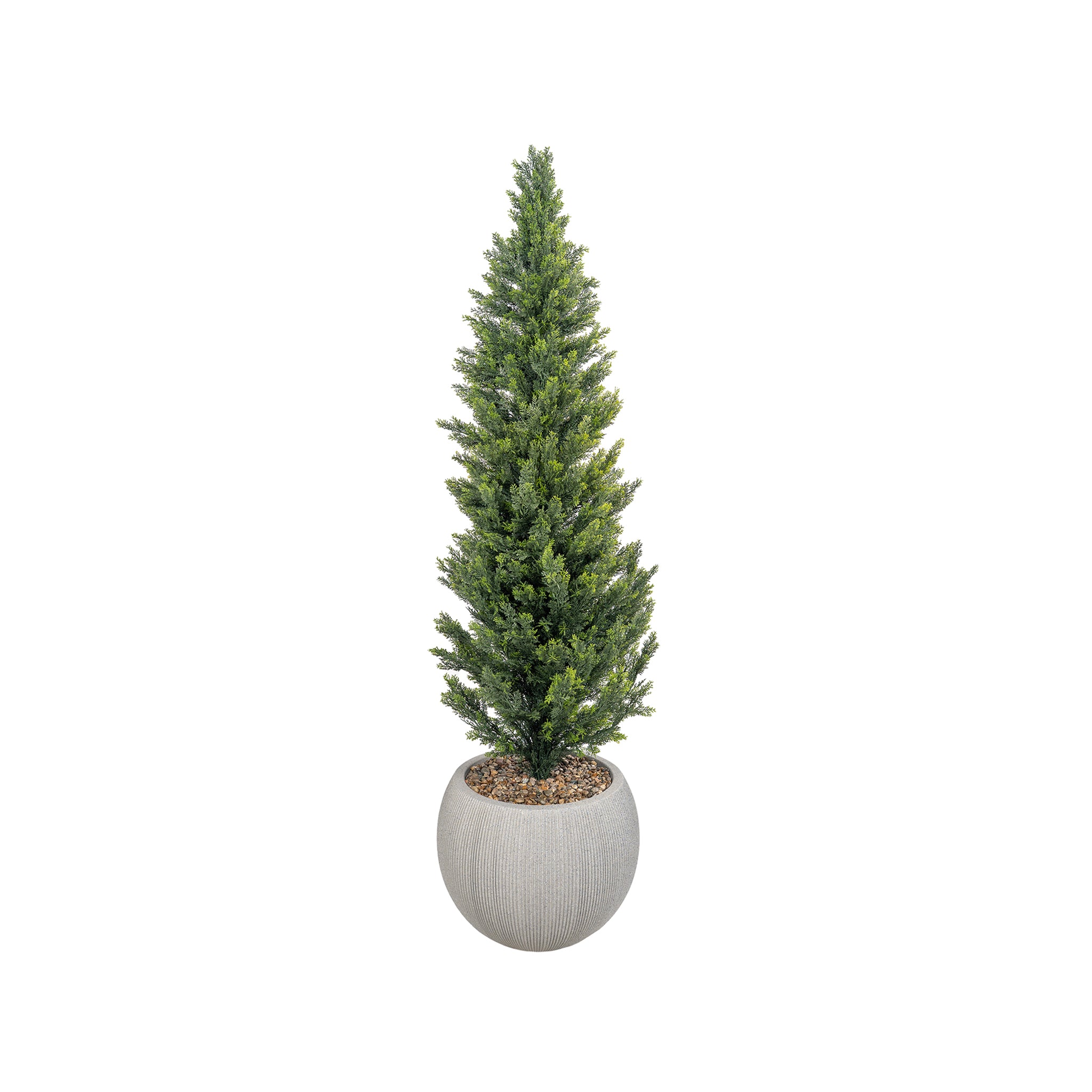 Monteleone Cedar Tree - Wisteria