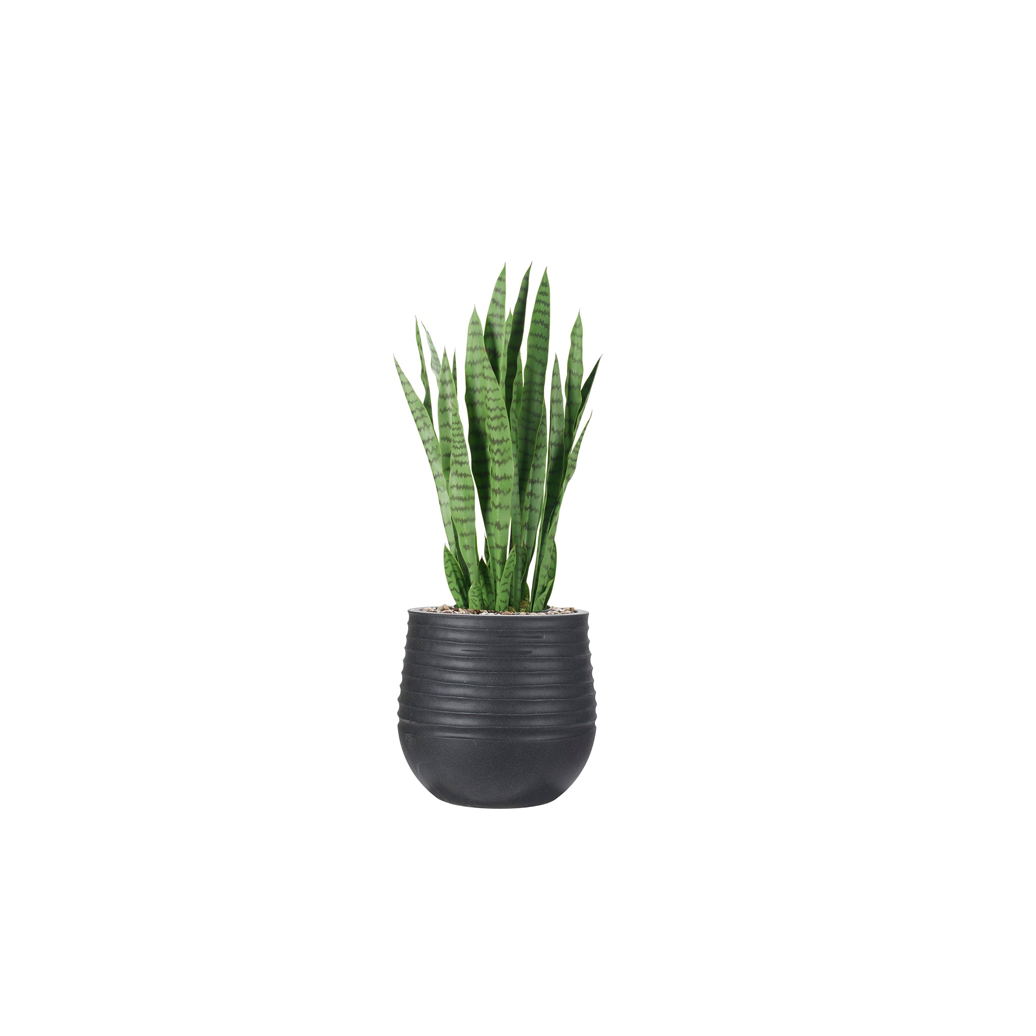 Mirello Snake Plant - Wisteria