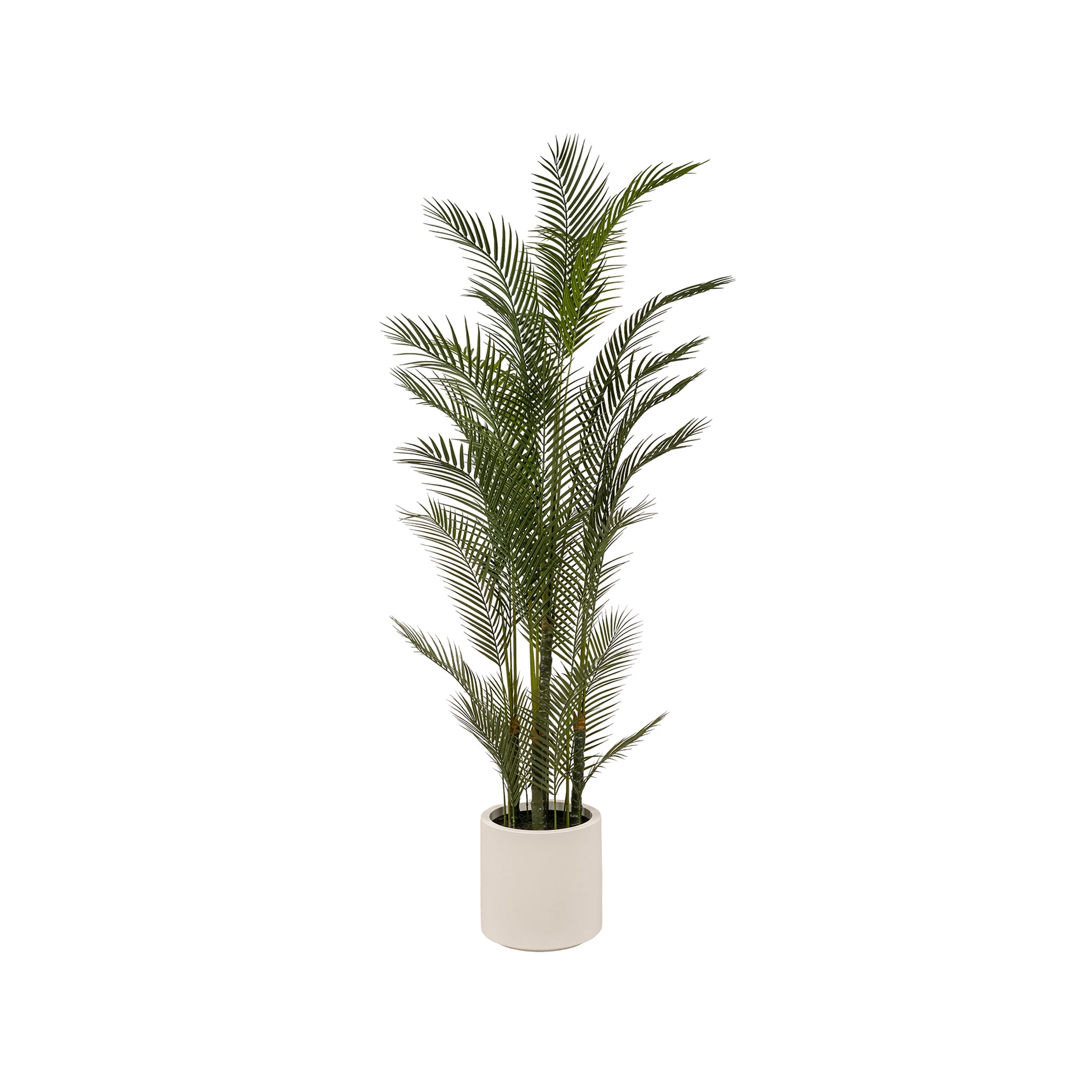 Calares Areca Palm - Wisteria