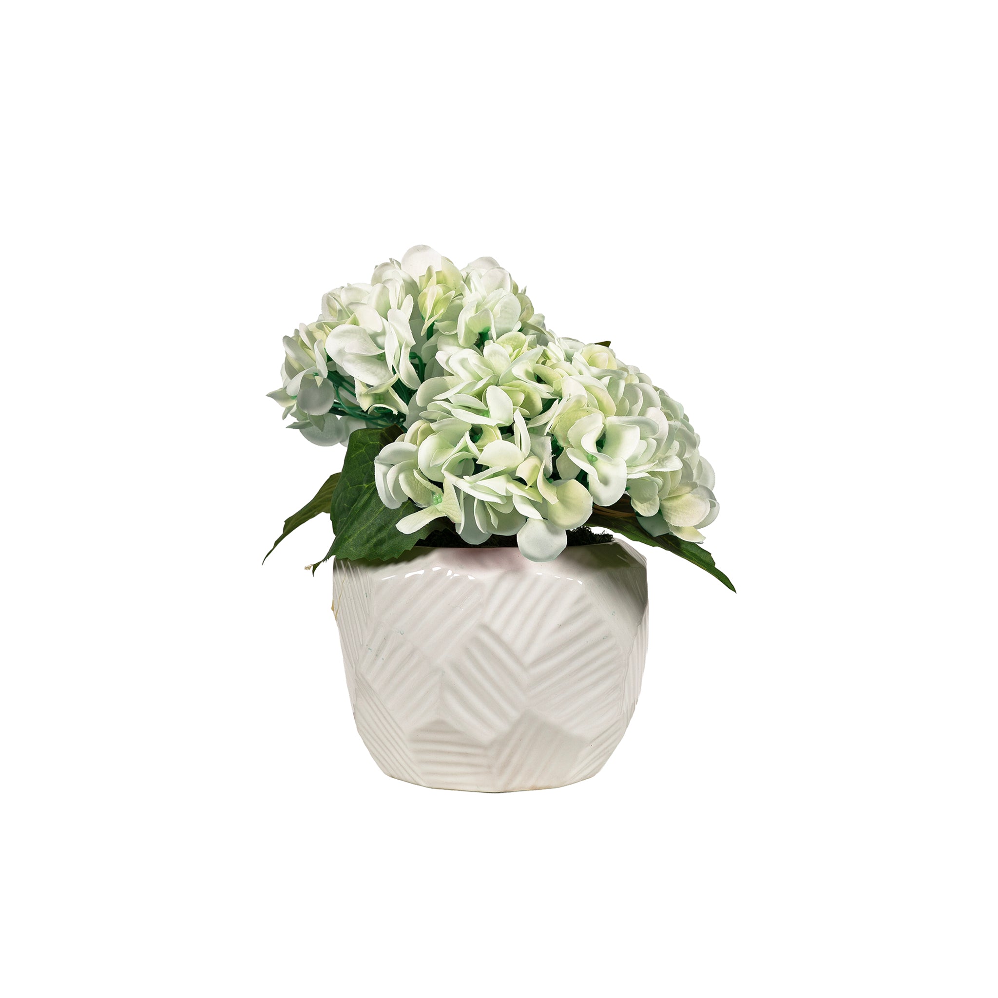 Serafina Green Hydrangea - Wisteria