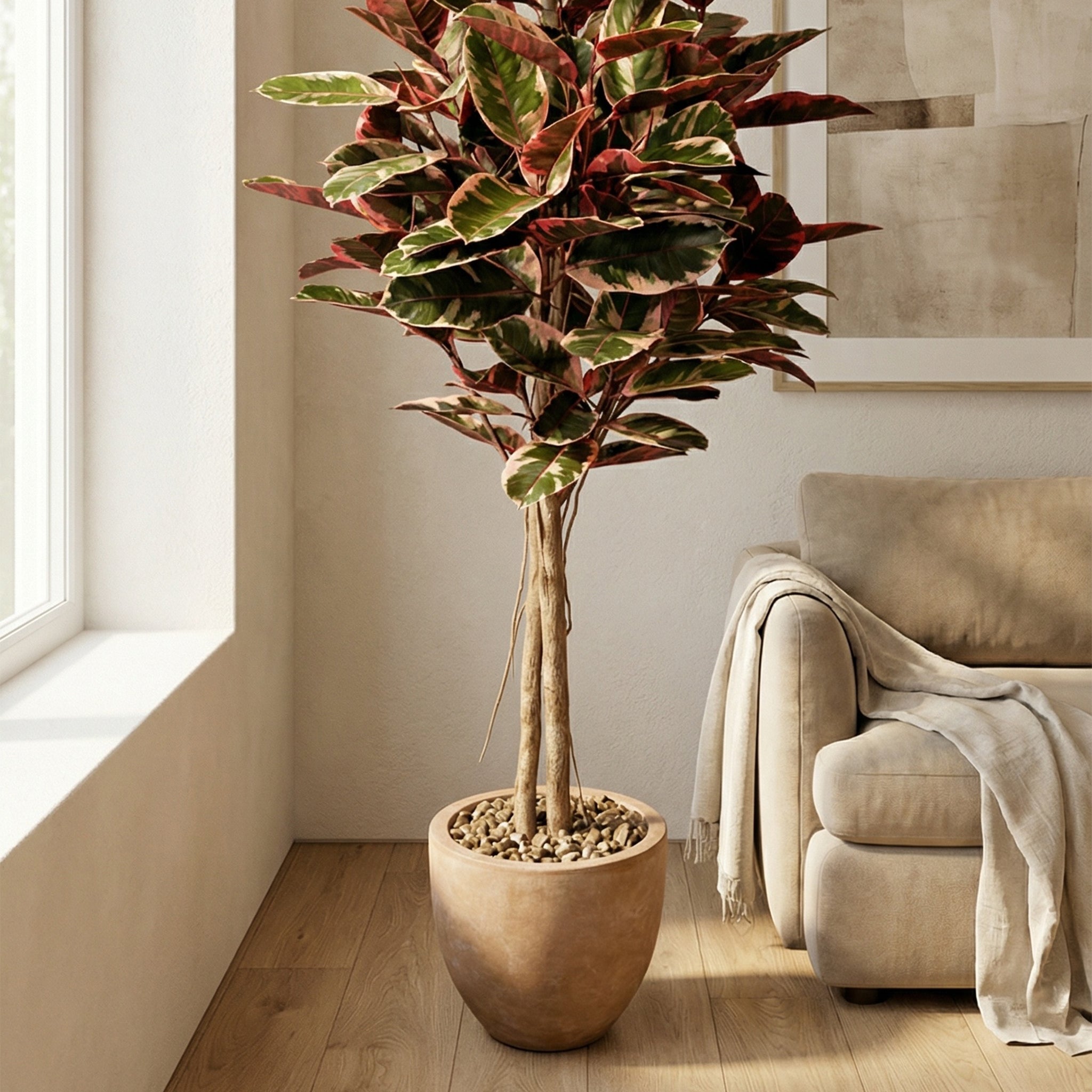 Cervos Rubber Tree - Wisteria