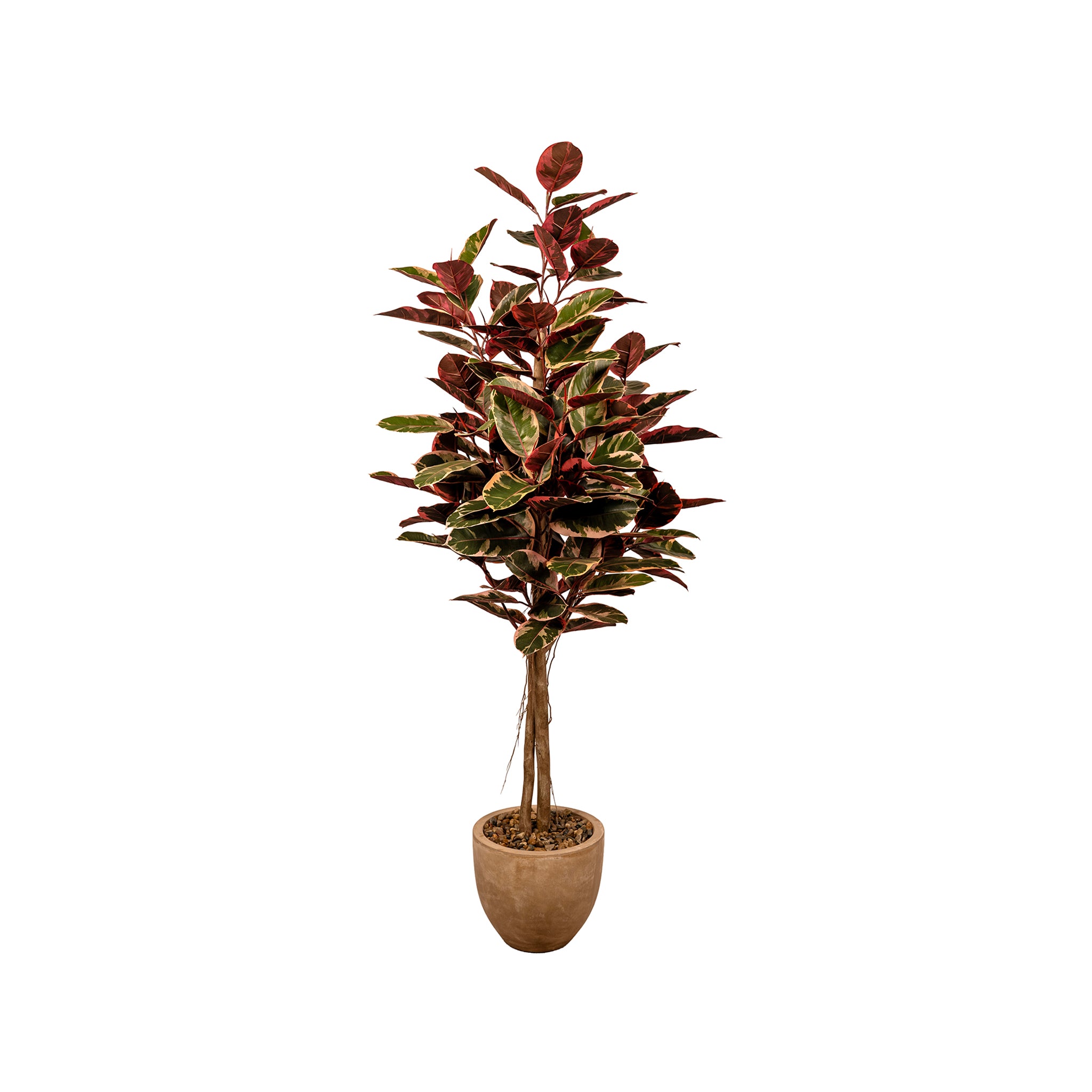 Cervos Rubber Tree - Wisteria