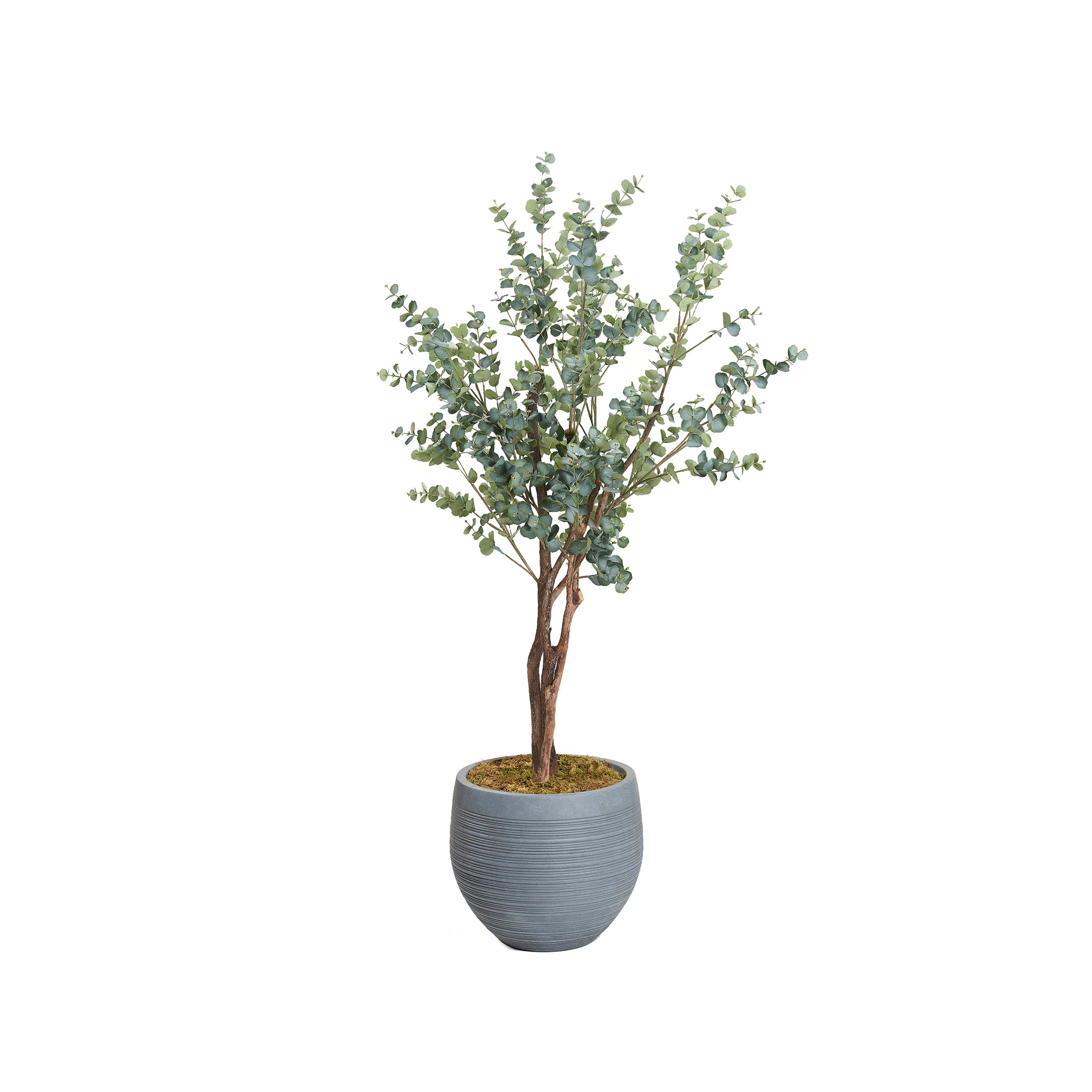 Parthos Eucalyptus Tree - Wisteria