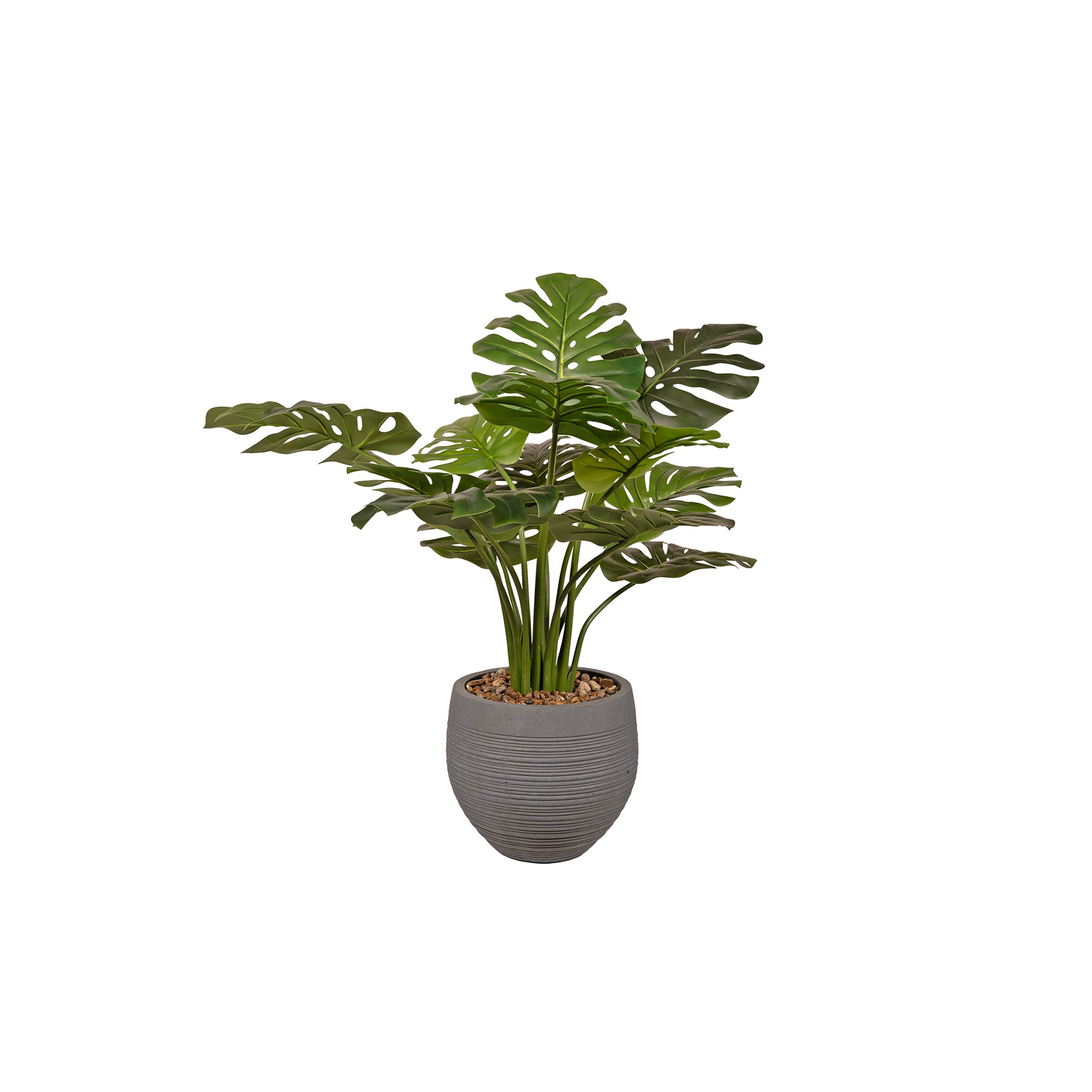 Caligne Monstera Plant - Wisteria