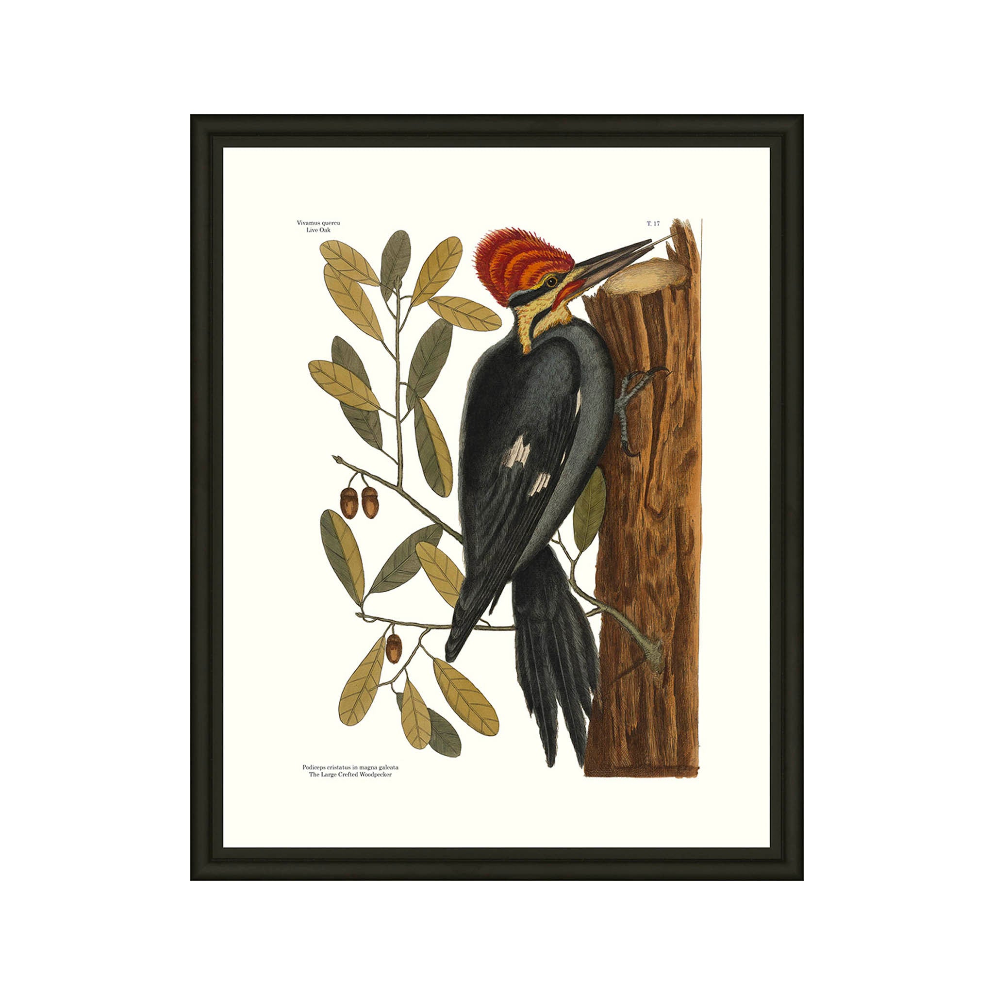 Red Crested Print