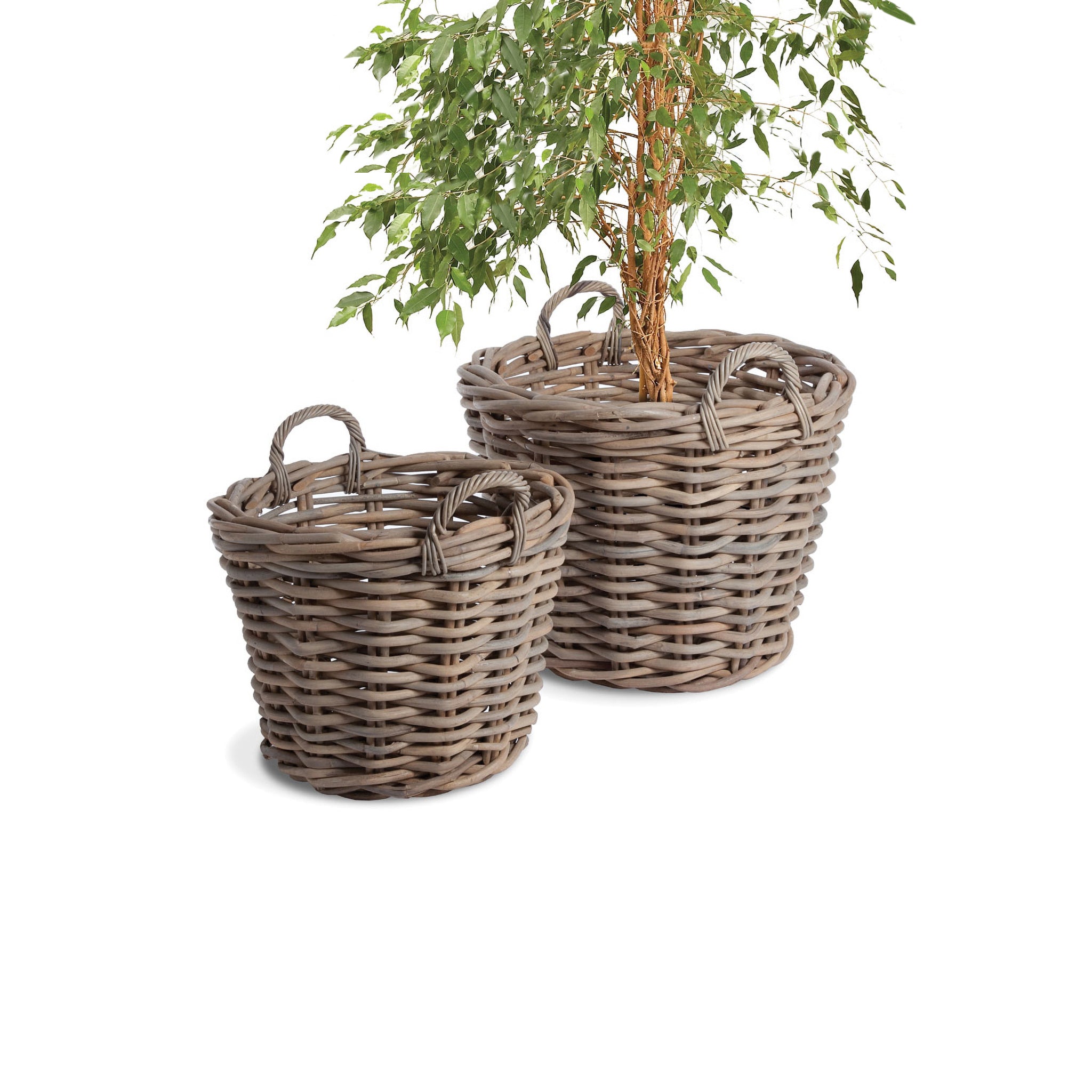 Biali Tree Baskets