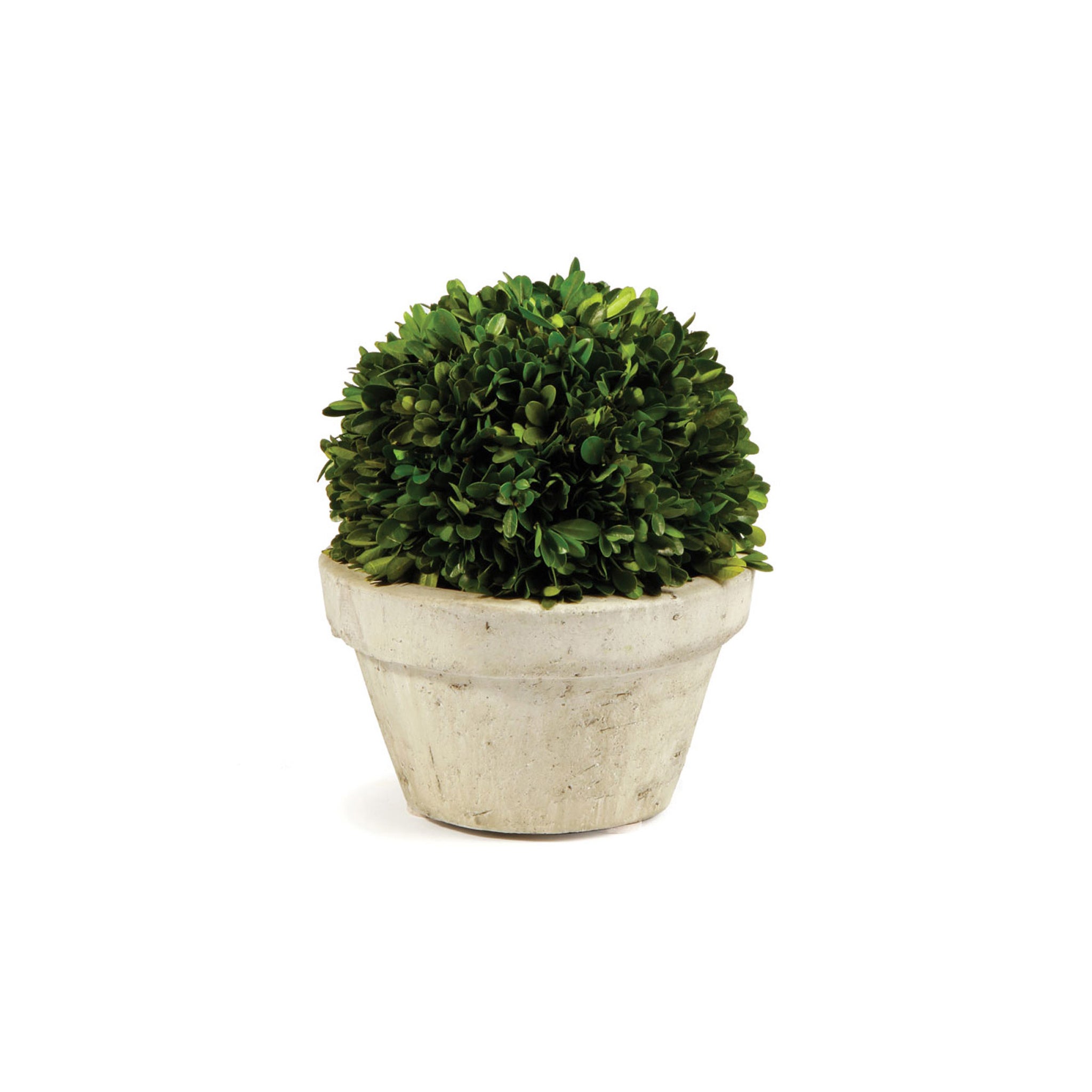Large Potted Sculptura Boxwood
