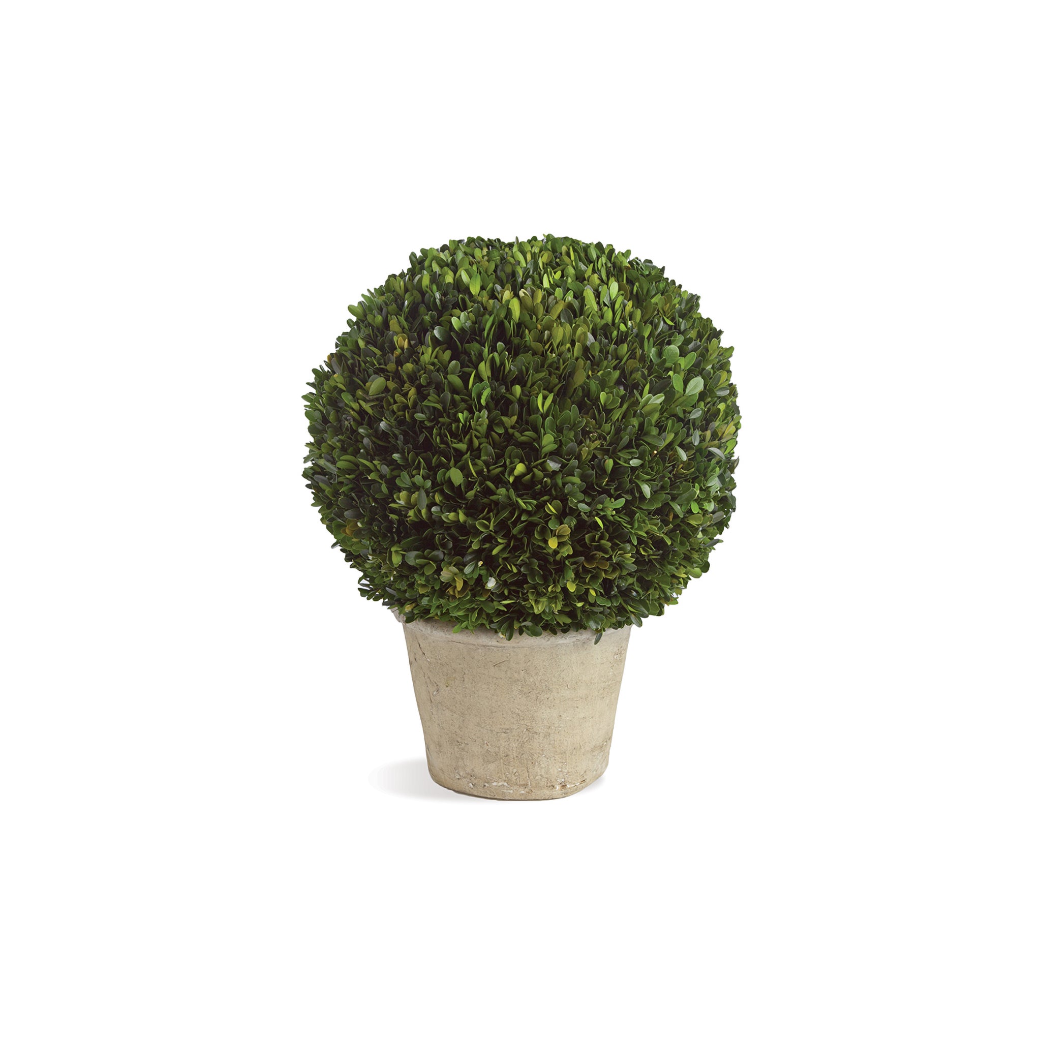 Potted Sculptural Boxwood