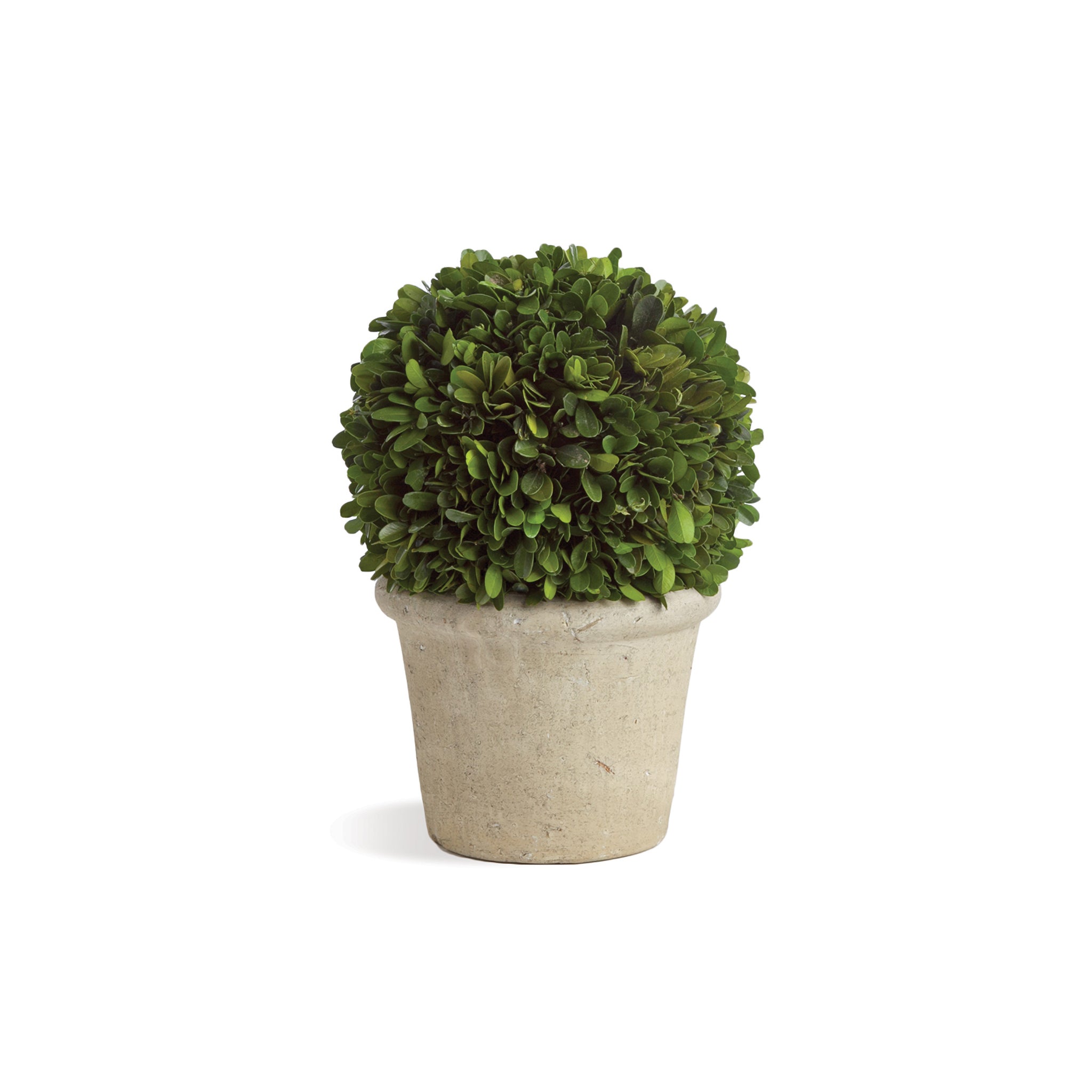 Potted Sculptural Boxwood