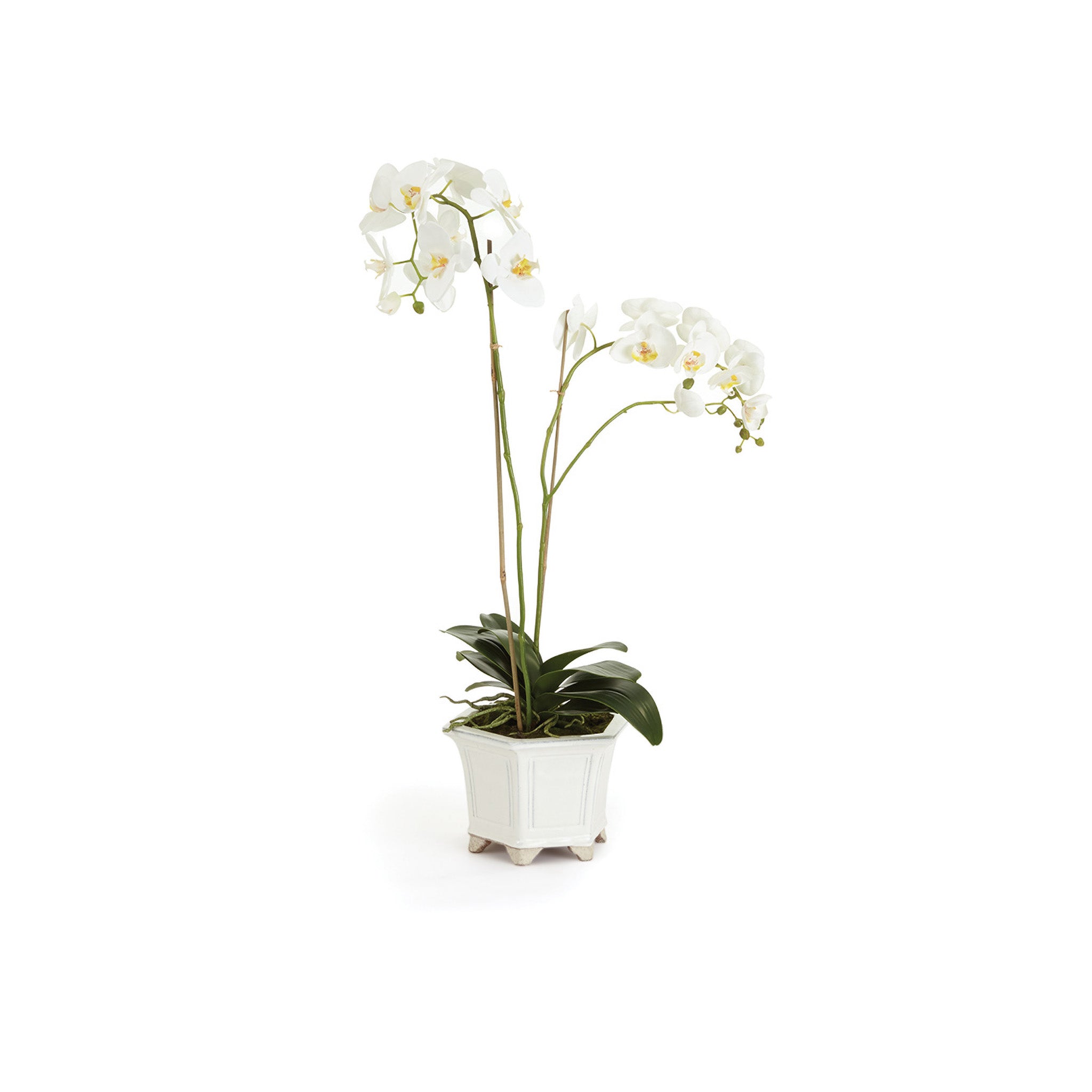 Blume Potted Orchid
