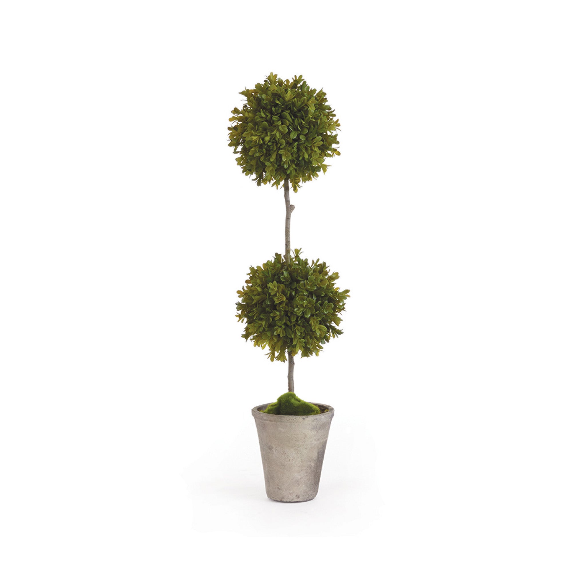 Buxus Potted Topiary