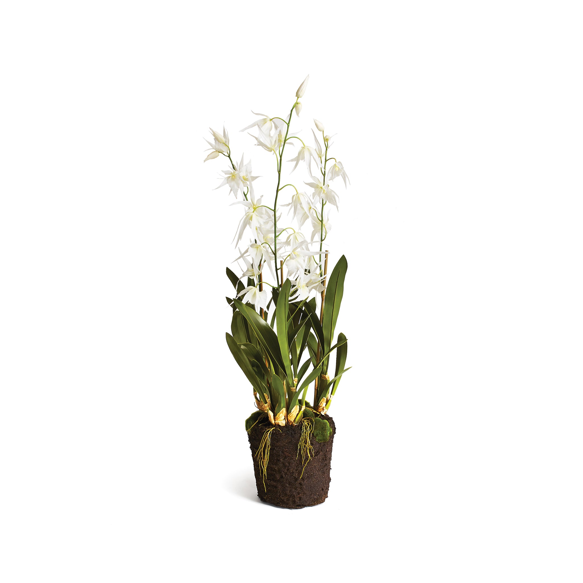 Caladenia Plant