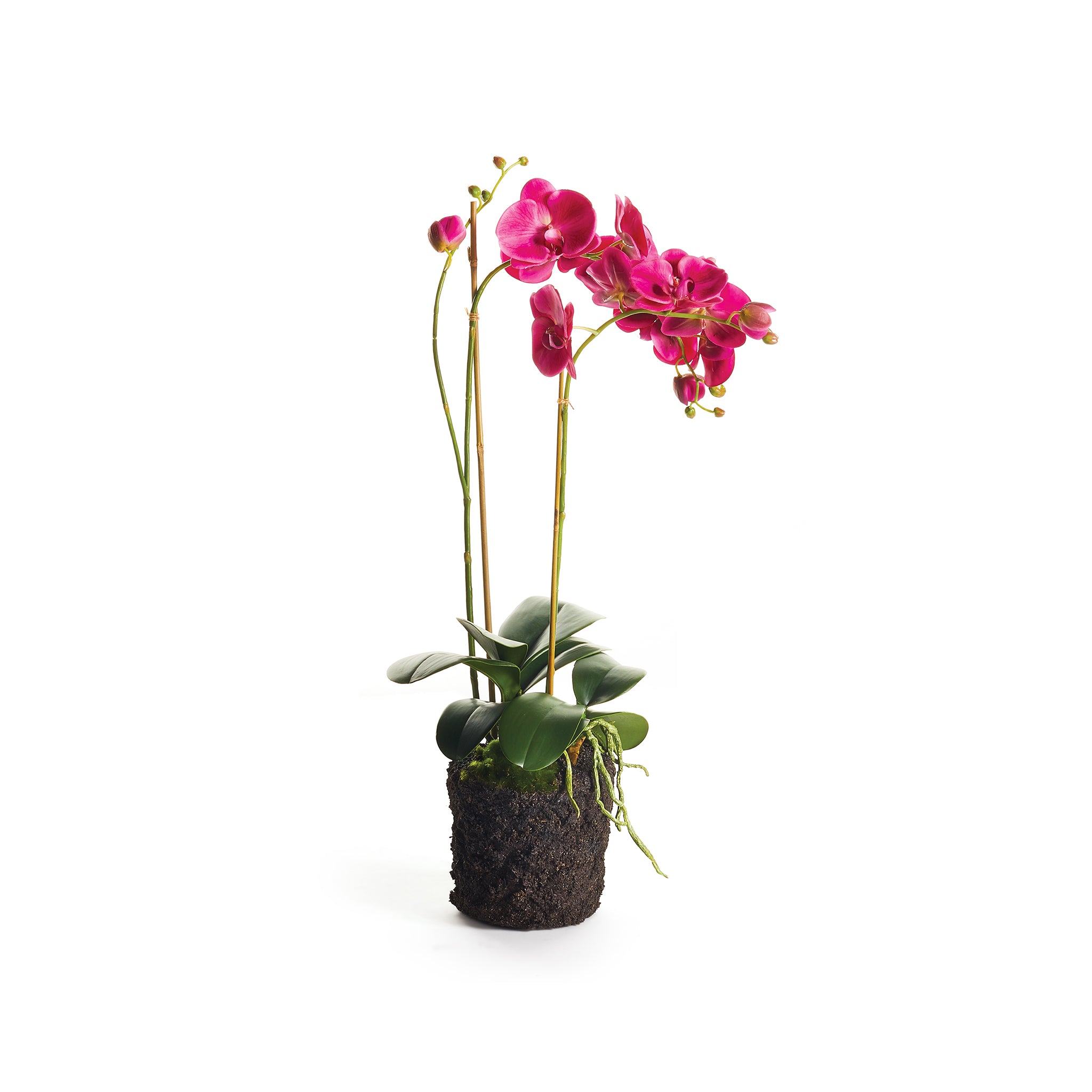 Lipstick Orchid Plant