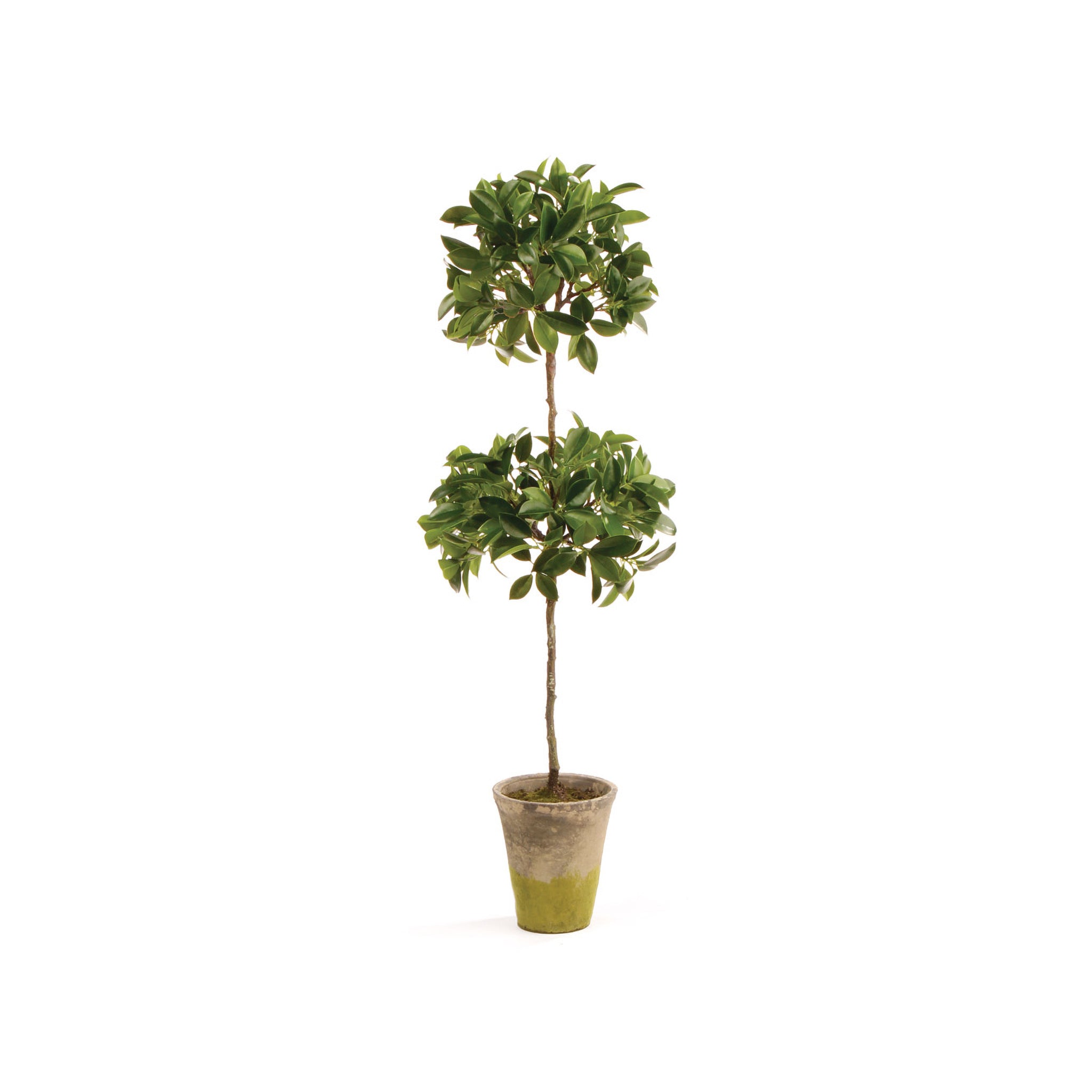 Potted Ficus Topiary