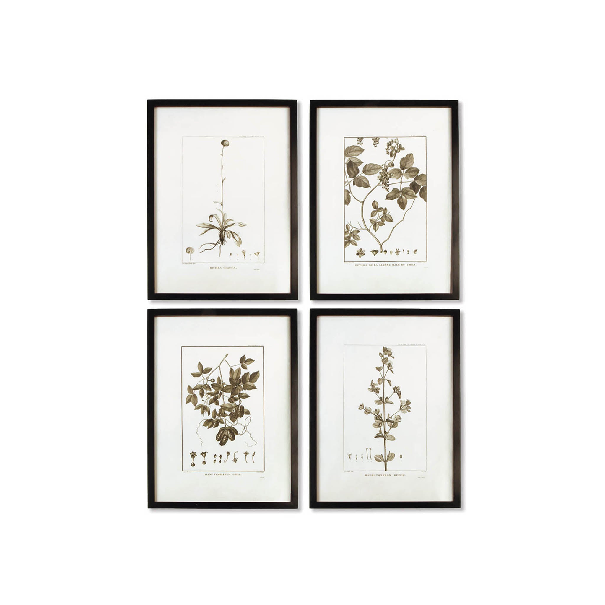 Quartet of Framed Botanical Prints