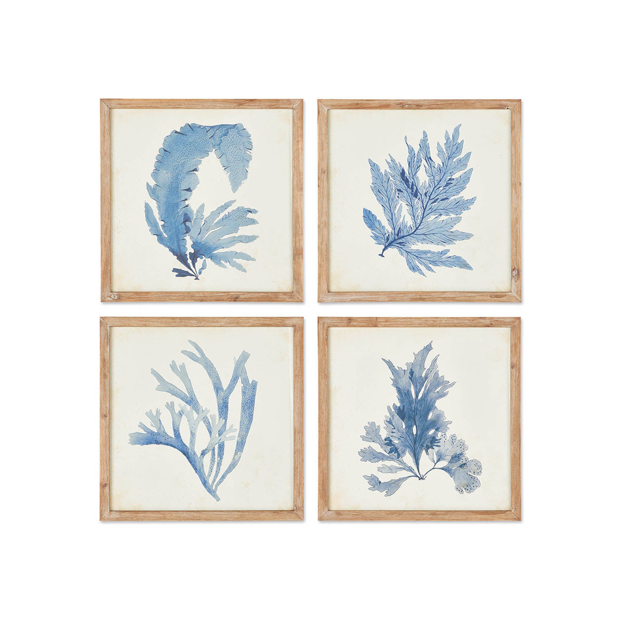 Quartet of Framed Coral Prints