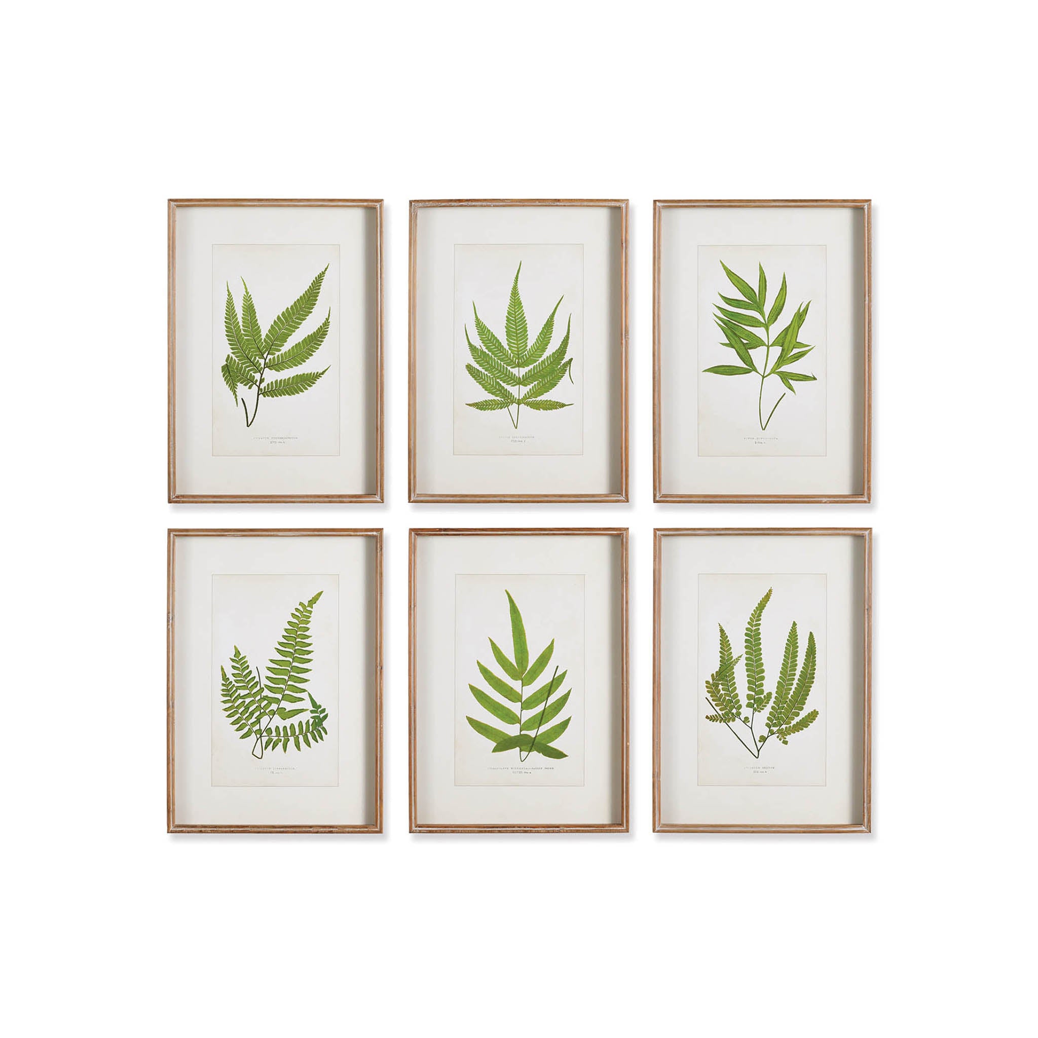 Botanical Fern Prints, Set of 6