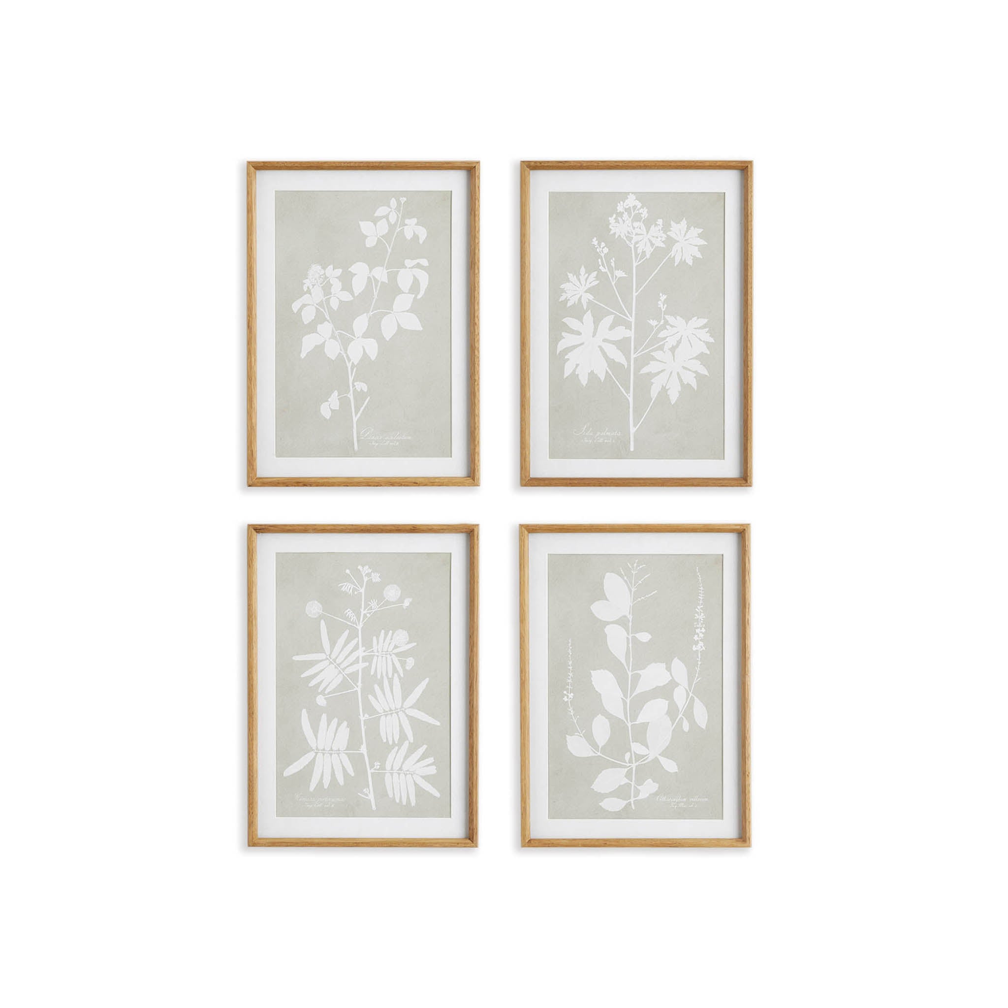 Foliage Botanical Prints, Set of 4