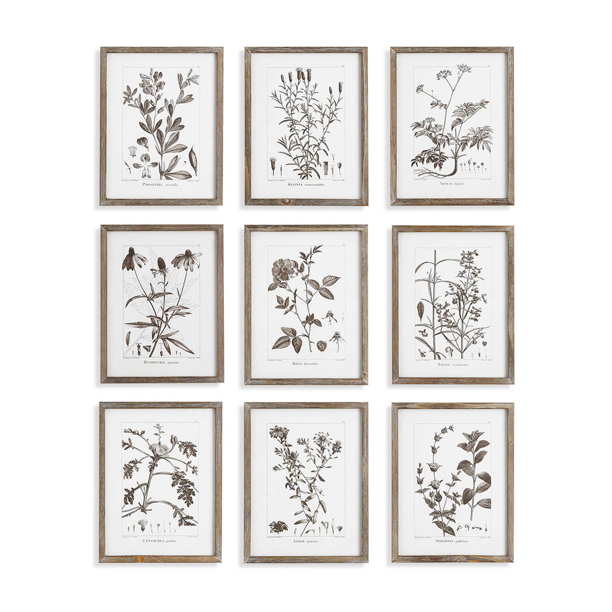 Foliage Botanical Prints, Set of 9