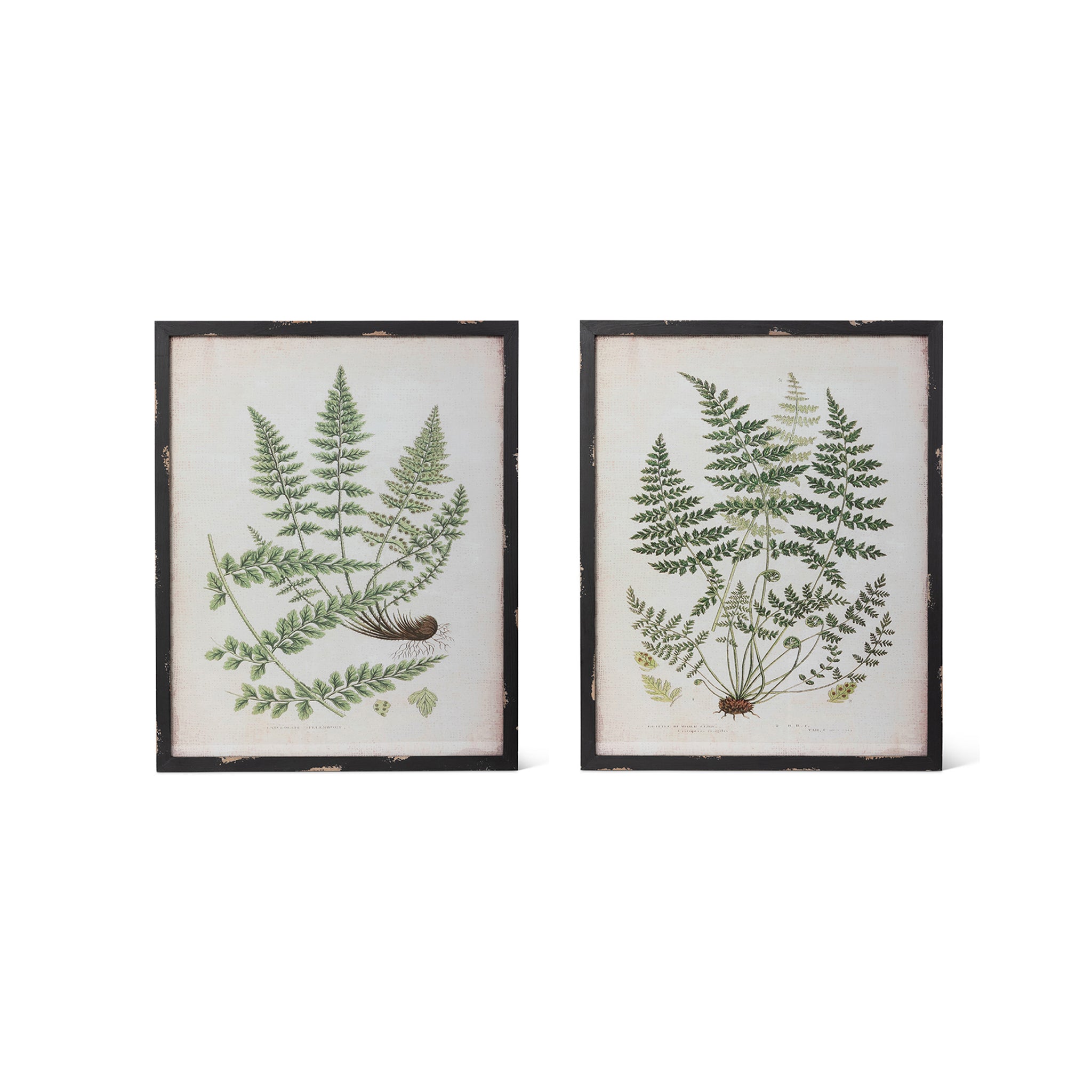 Eloise Botanical Prints