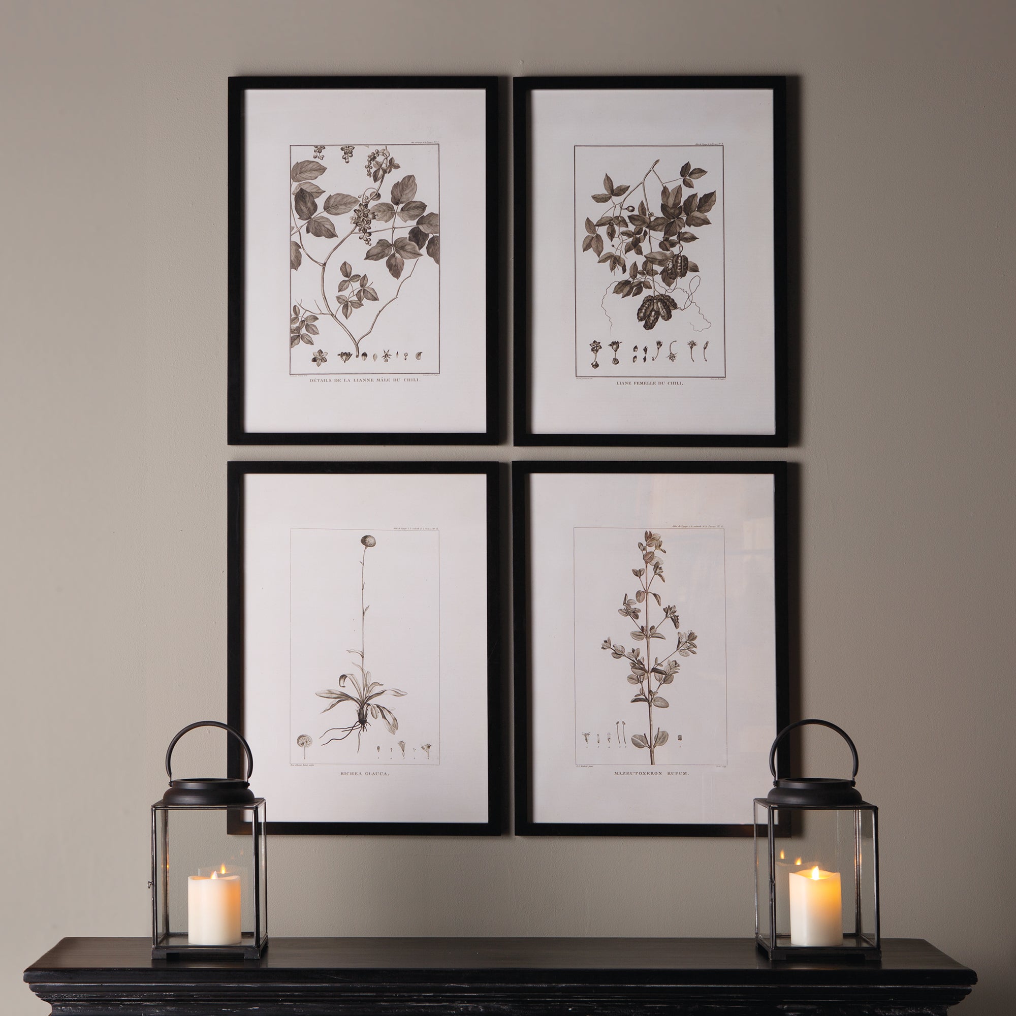 Quartet of Framed Botanical Prints